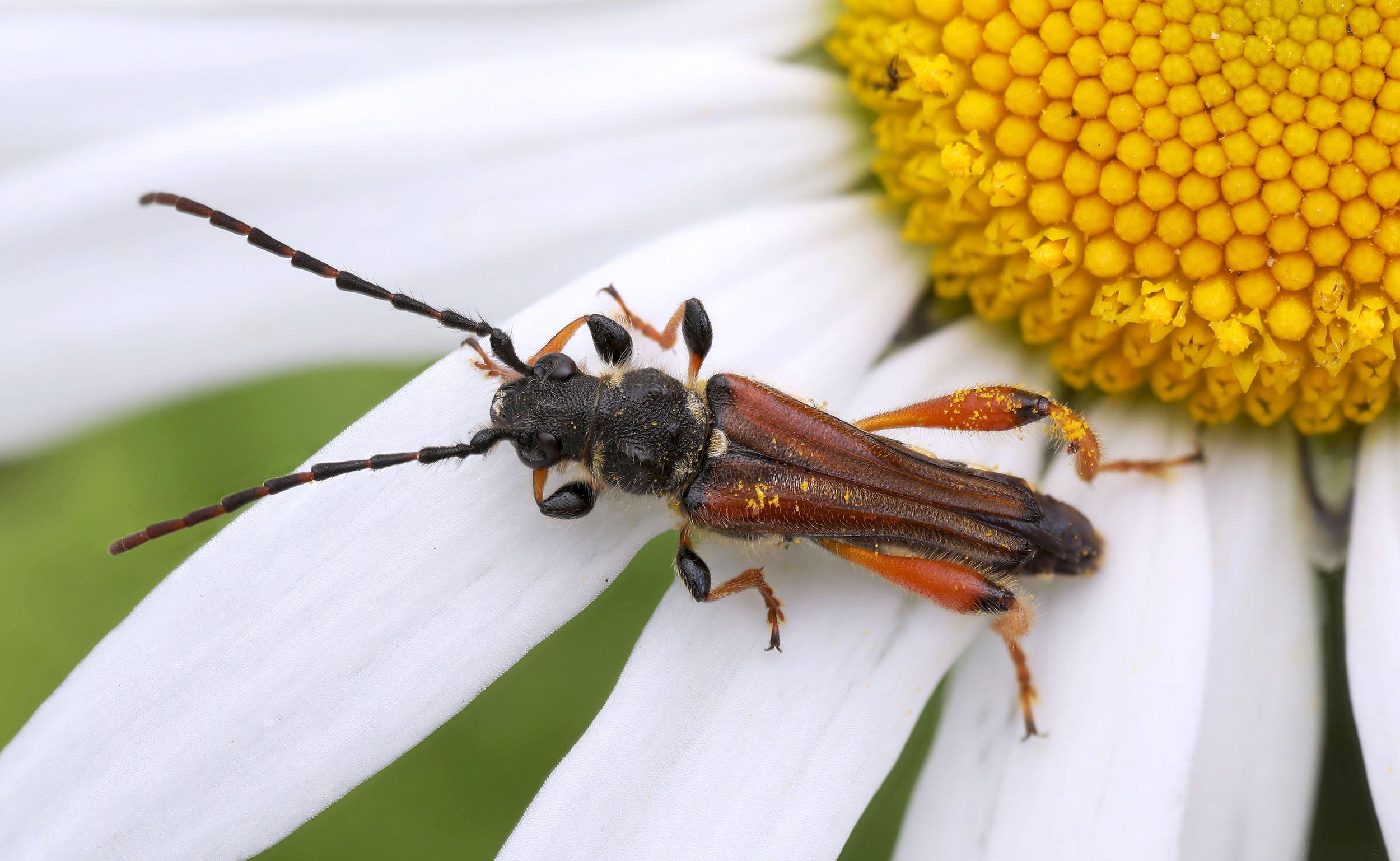 Stenopterus rufus rufus