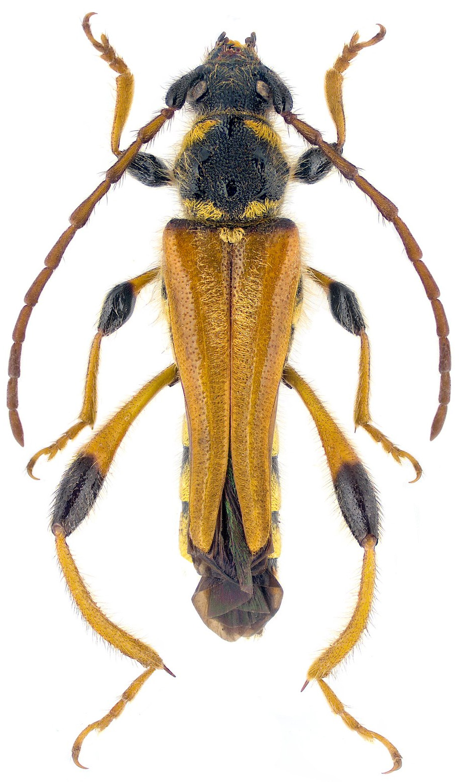 Stenopterus rufus rufus