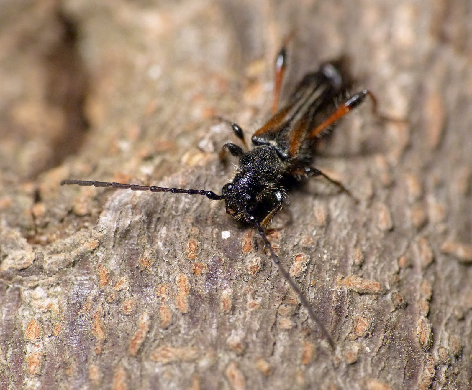 Stenopterus similatus mehli