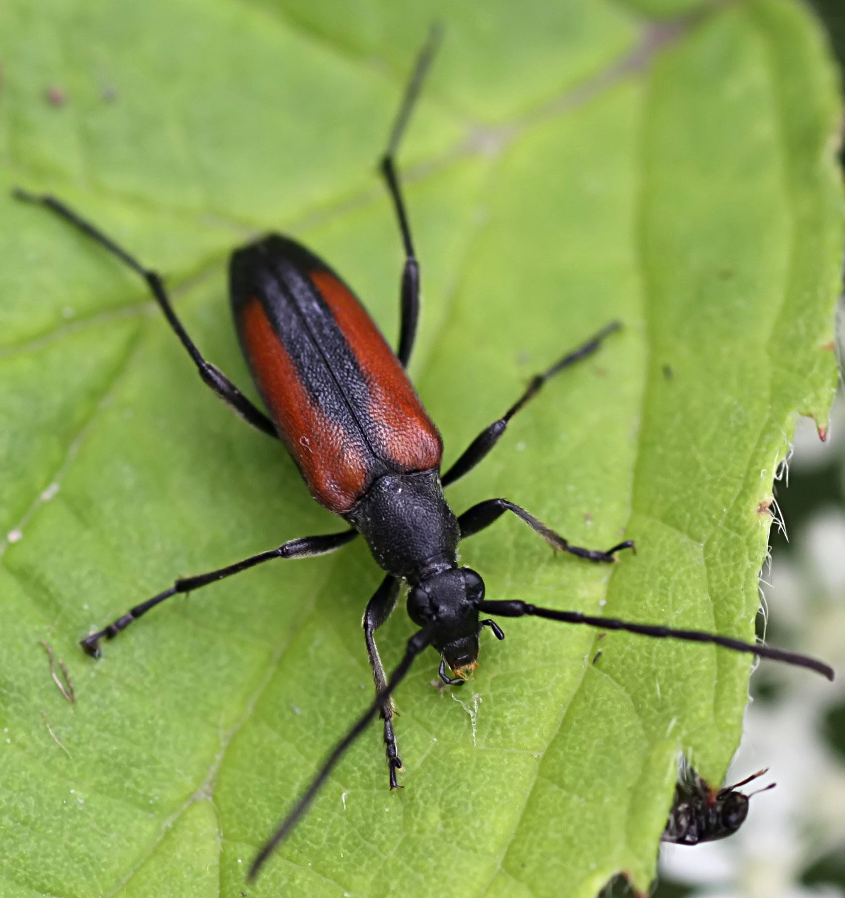 Stenurella melanura melanura