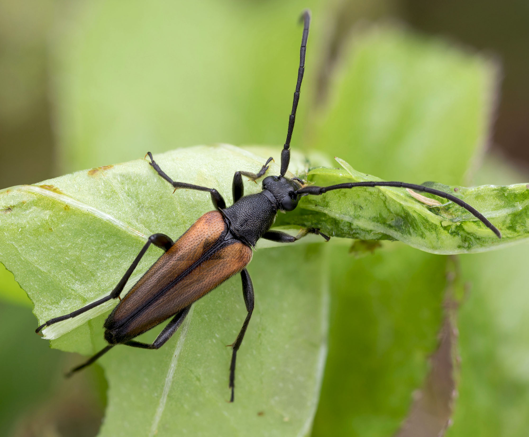 Stenurella melanura melanura