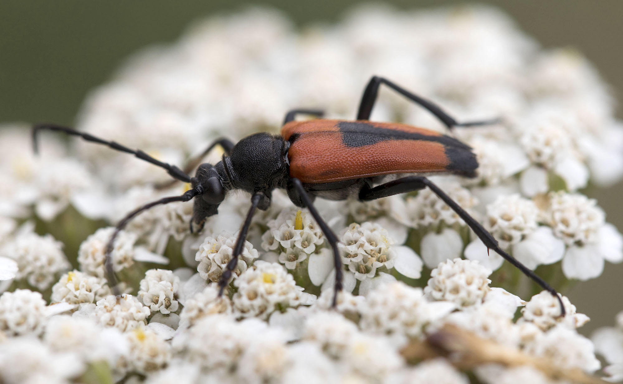 Stictoleptura cordigera