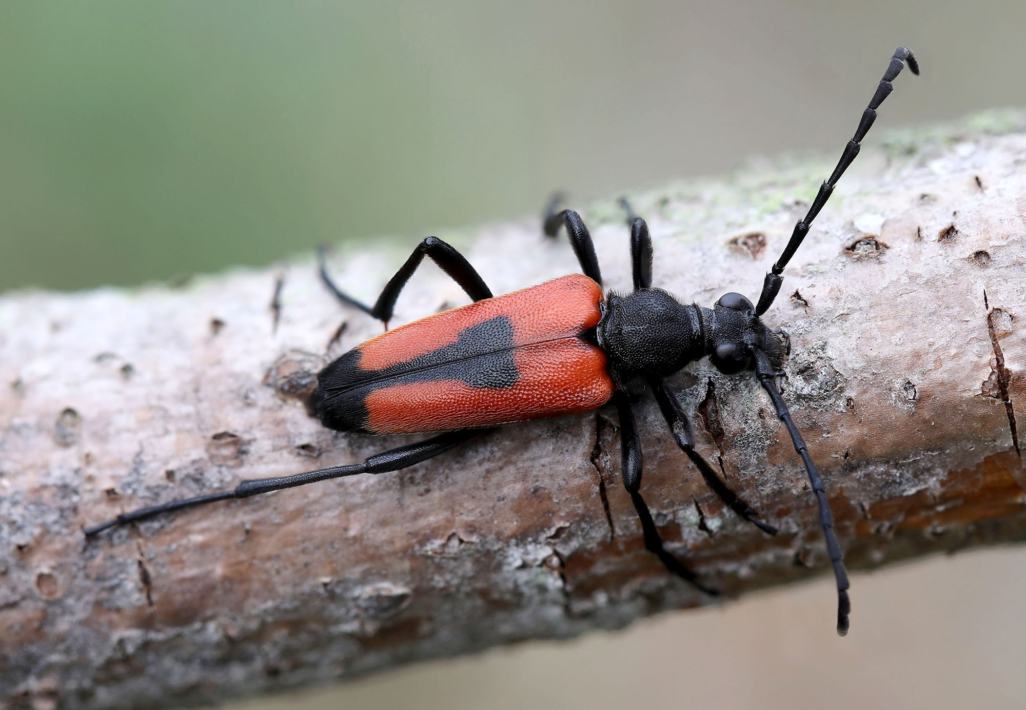 Stictoleptura cordigera