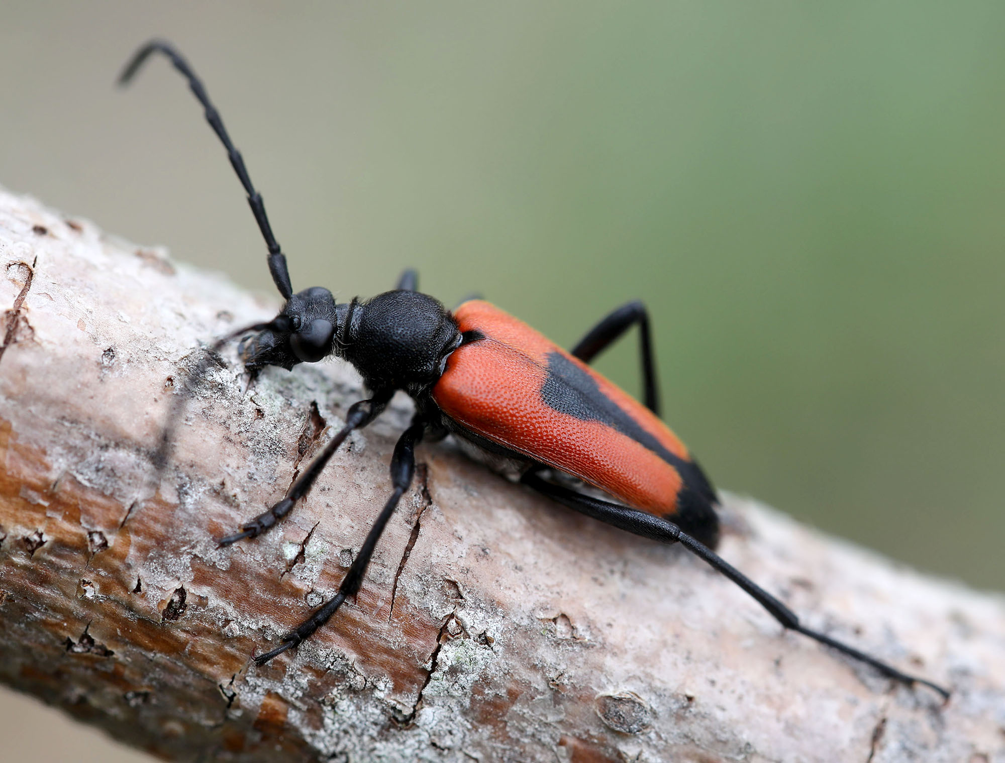 Stictoleptura cordigera