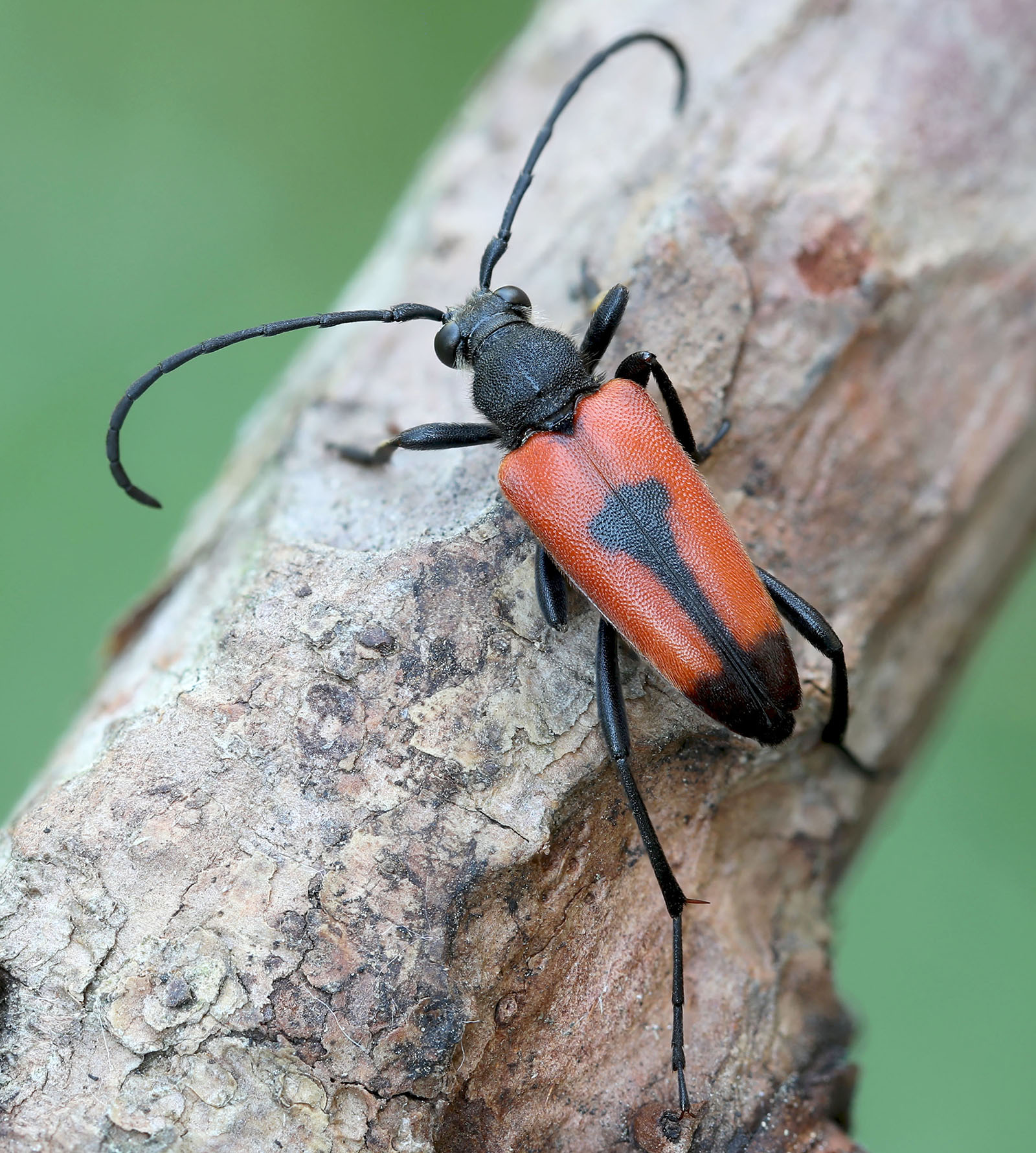 Stictoleptura cordigera