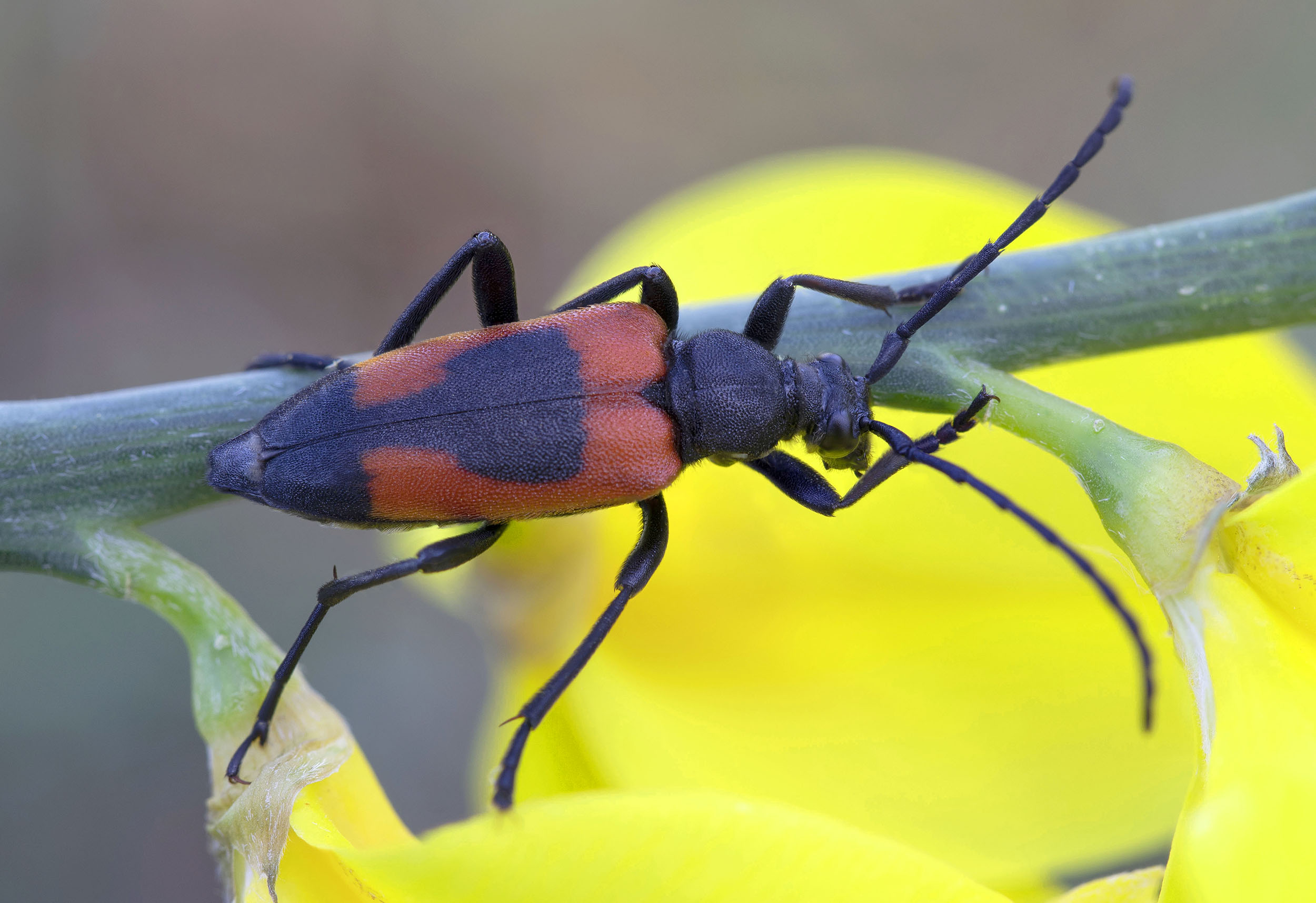 Stictoleptura cordigera illyrica