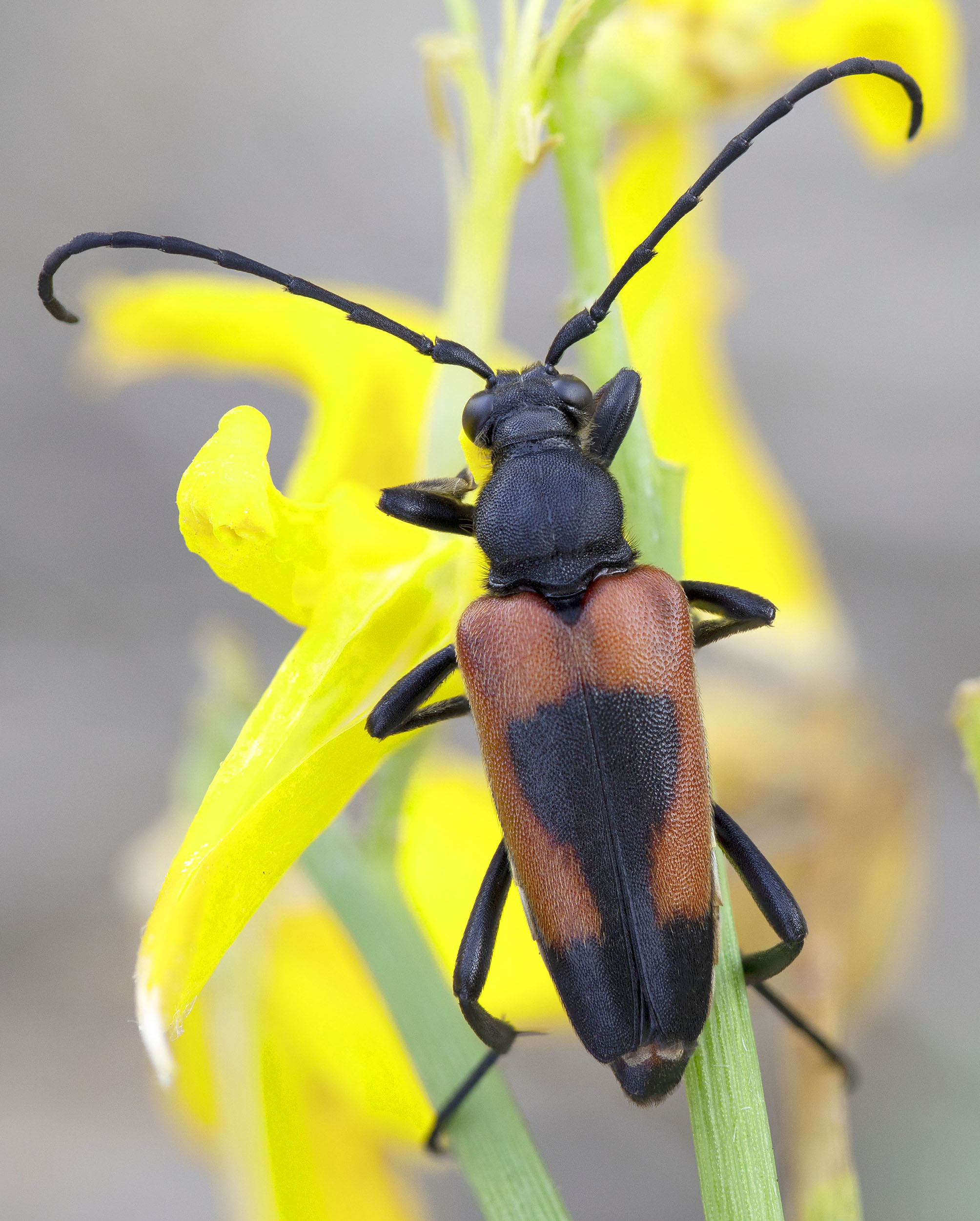 Stictoleptura cordigera illyrica