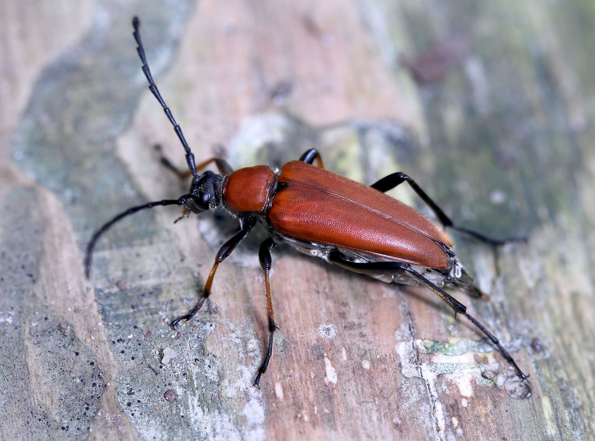 Stictoleptura dichroa