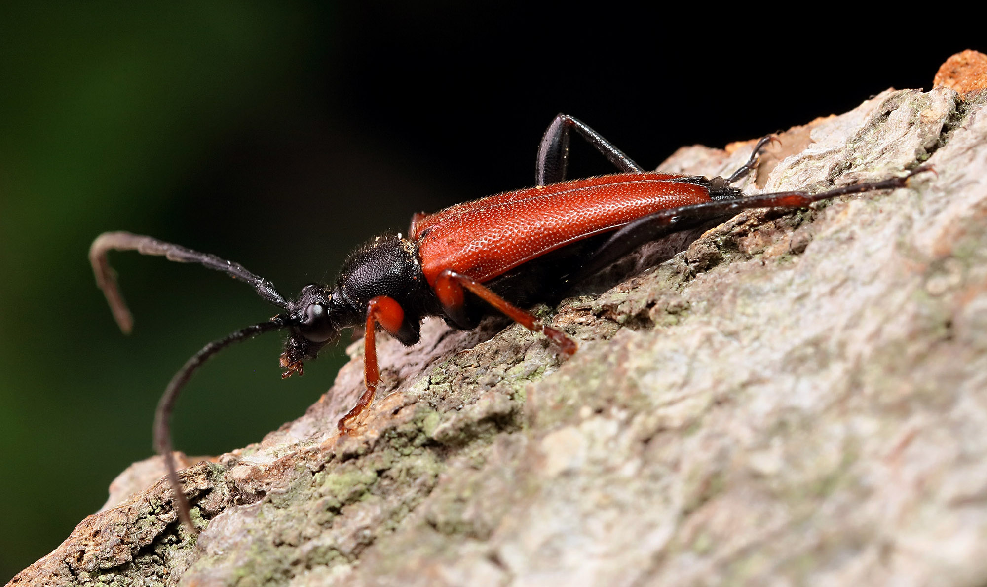 Stictoleptura erythroptera