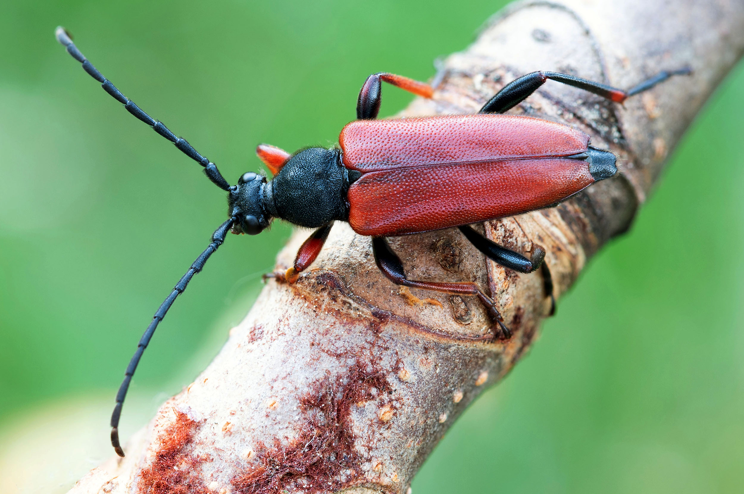 Stictoleptura erythroptera