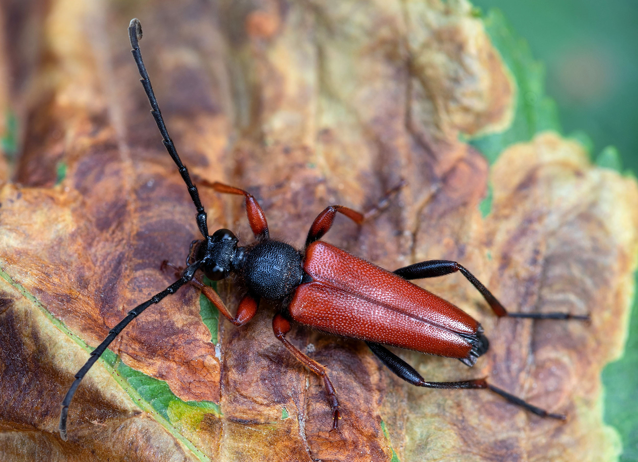 Stictoleptura erythroptera