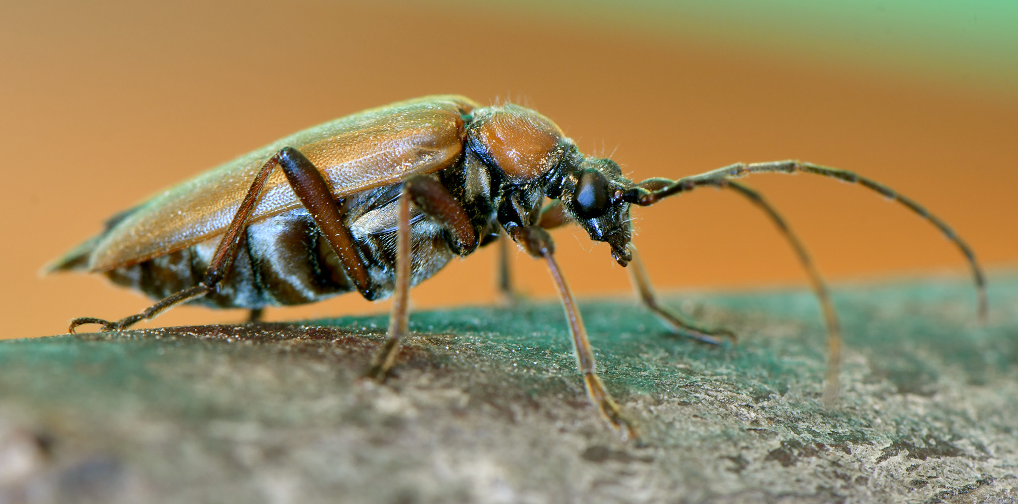 Stictoleptura palmi