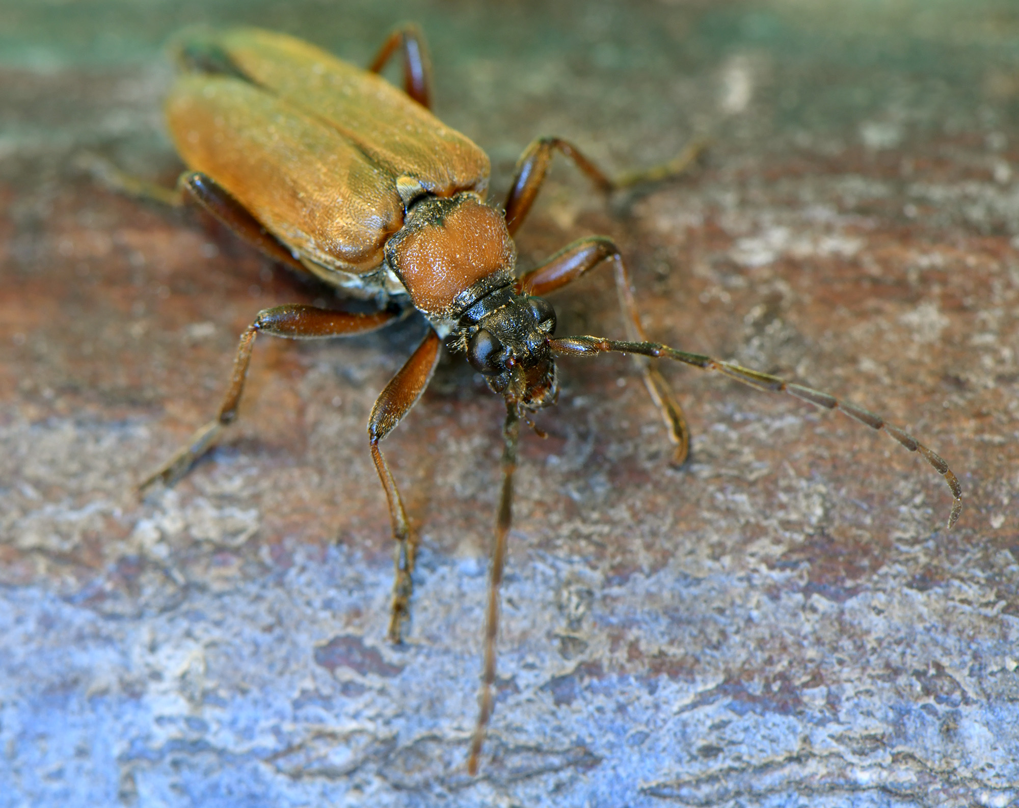 Stictoleptura palmi