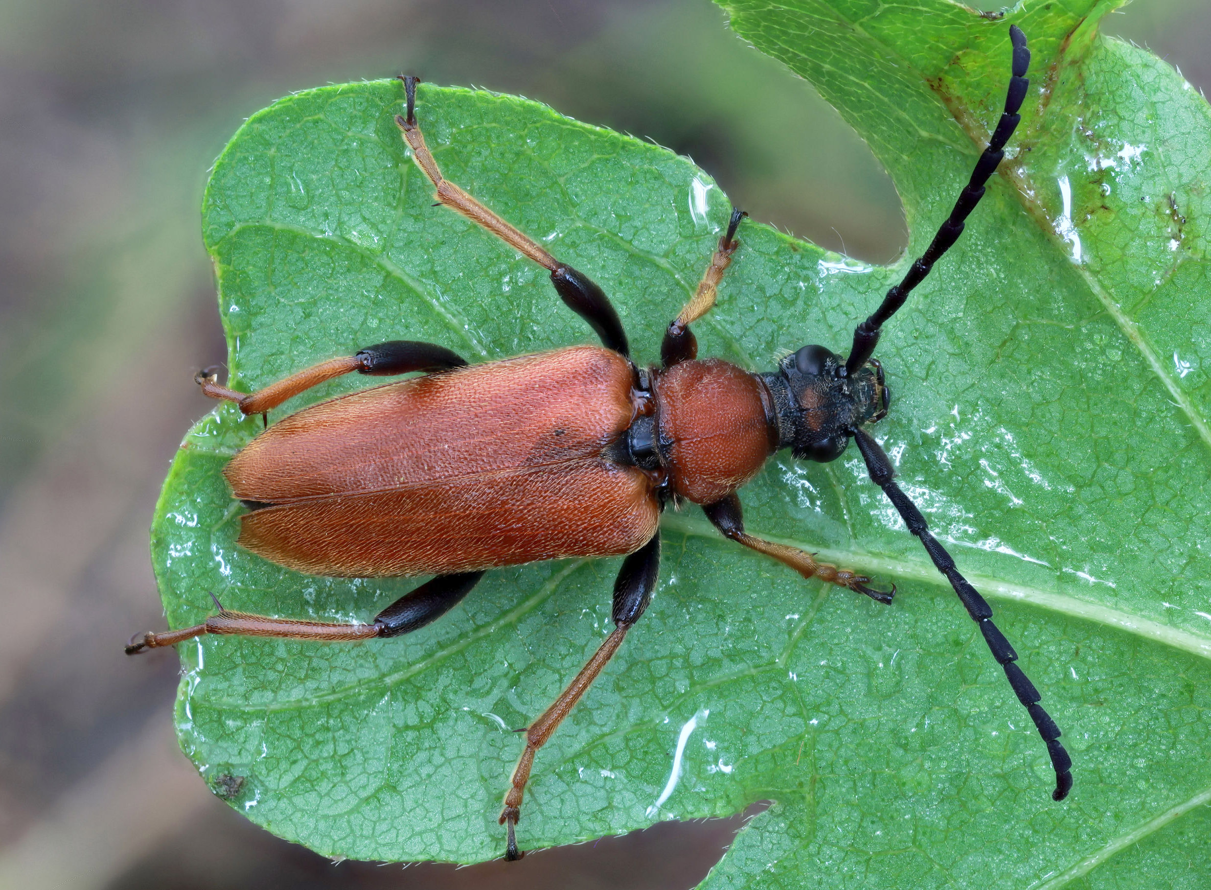 Stictoleptura rubra rubra