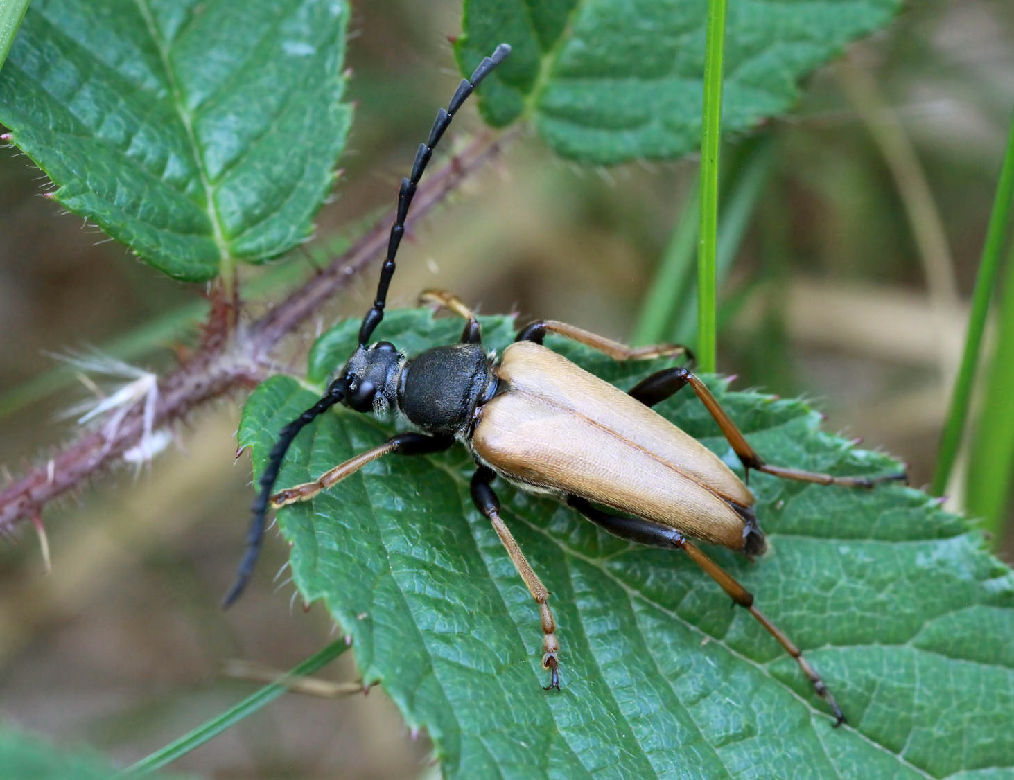 Stictoleptura rubra rubra