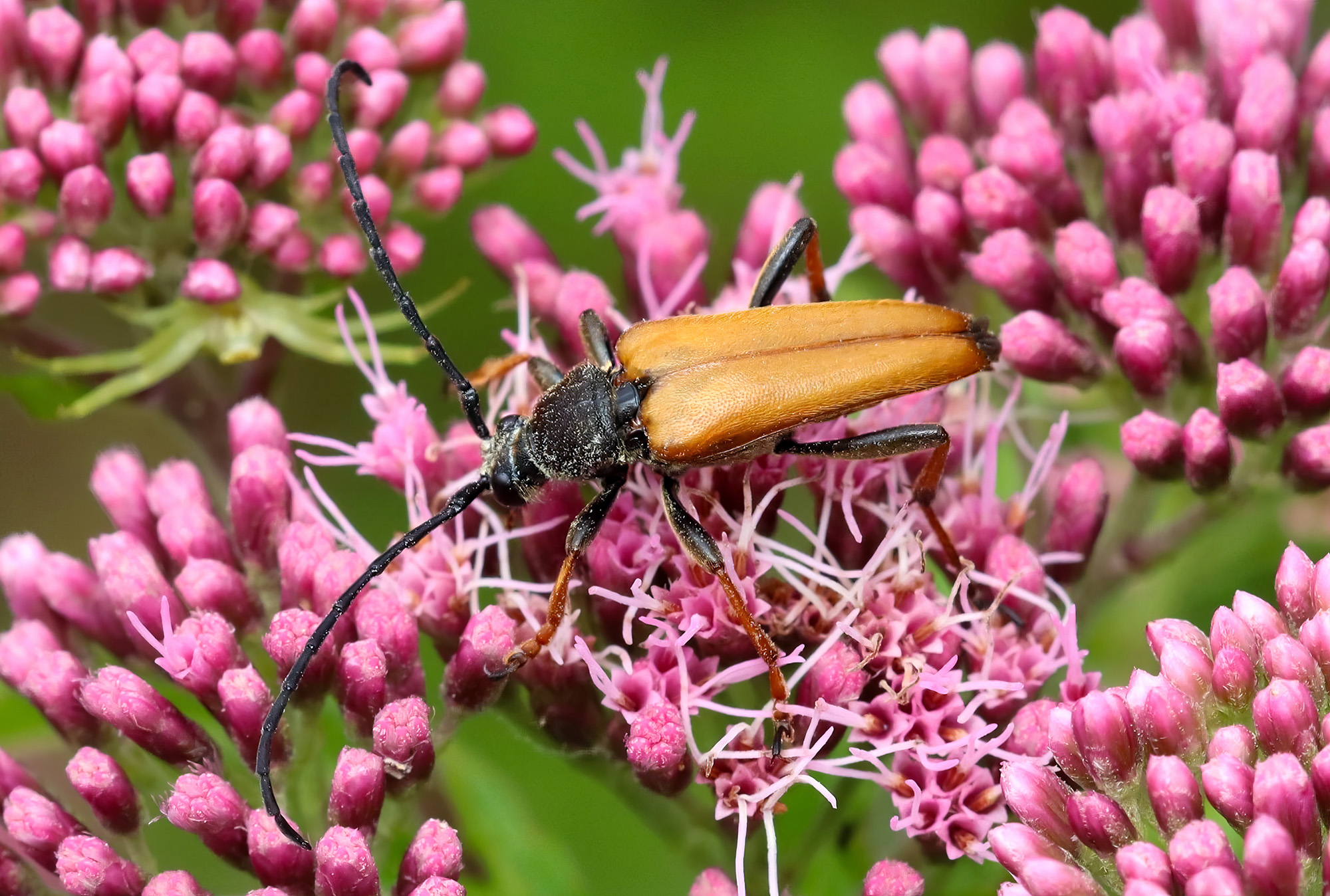 Stictoleptura rubra rubra