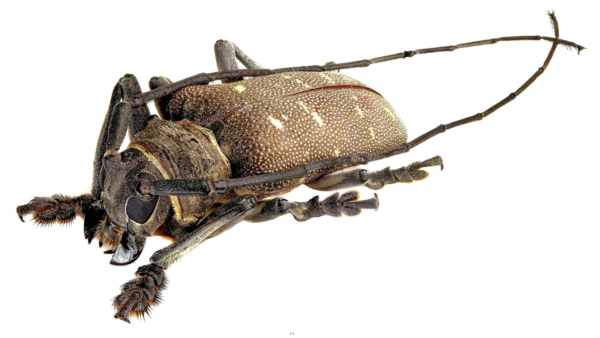 Titoceres arabicus