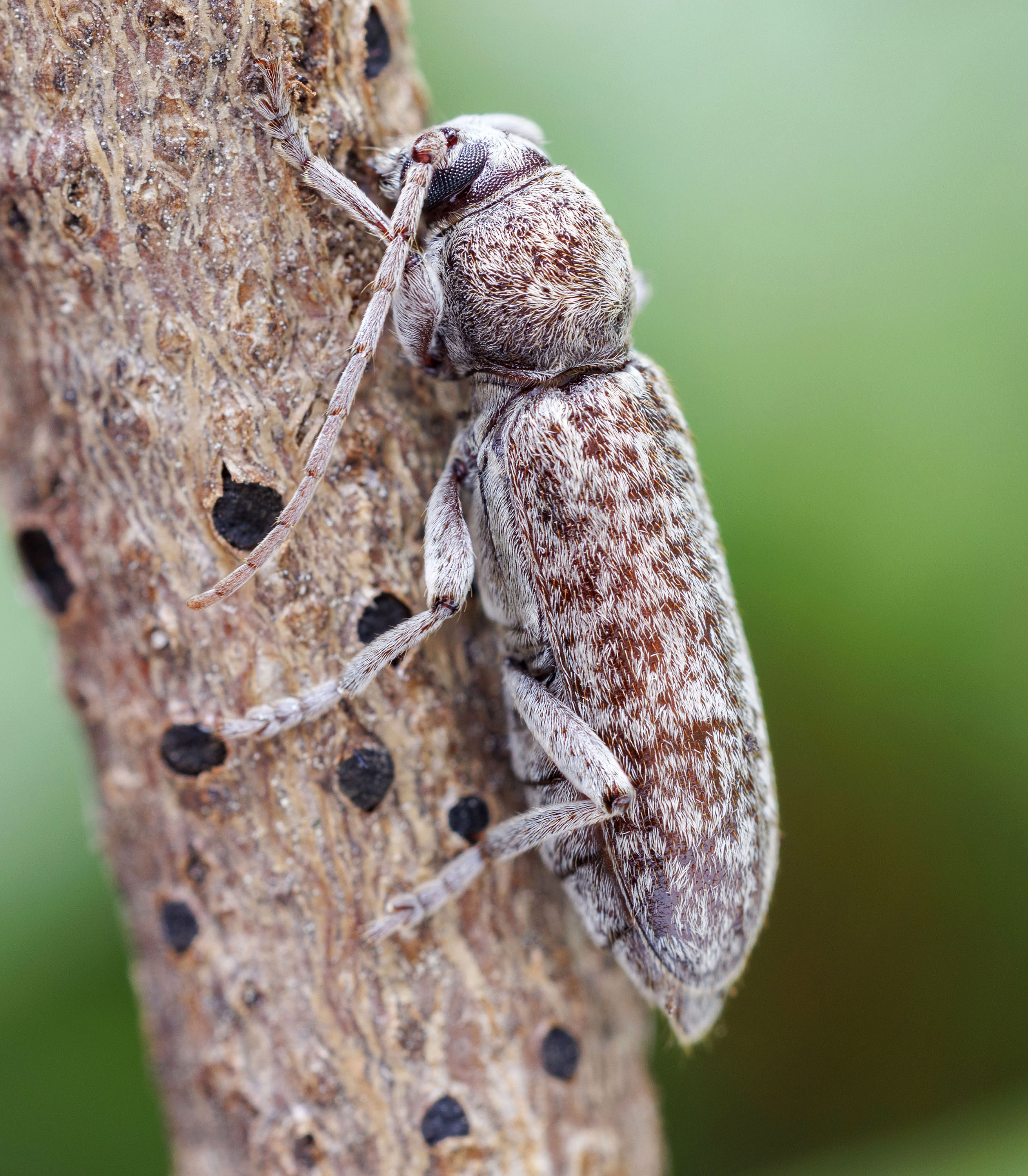 Trichoferus arenbergeri