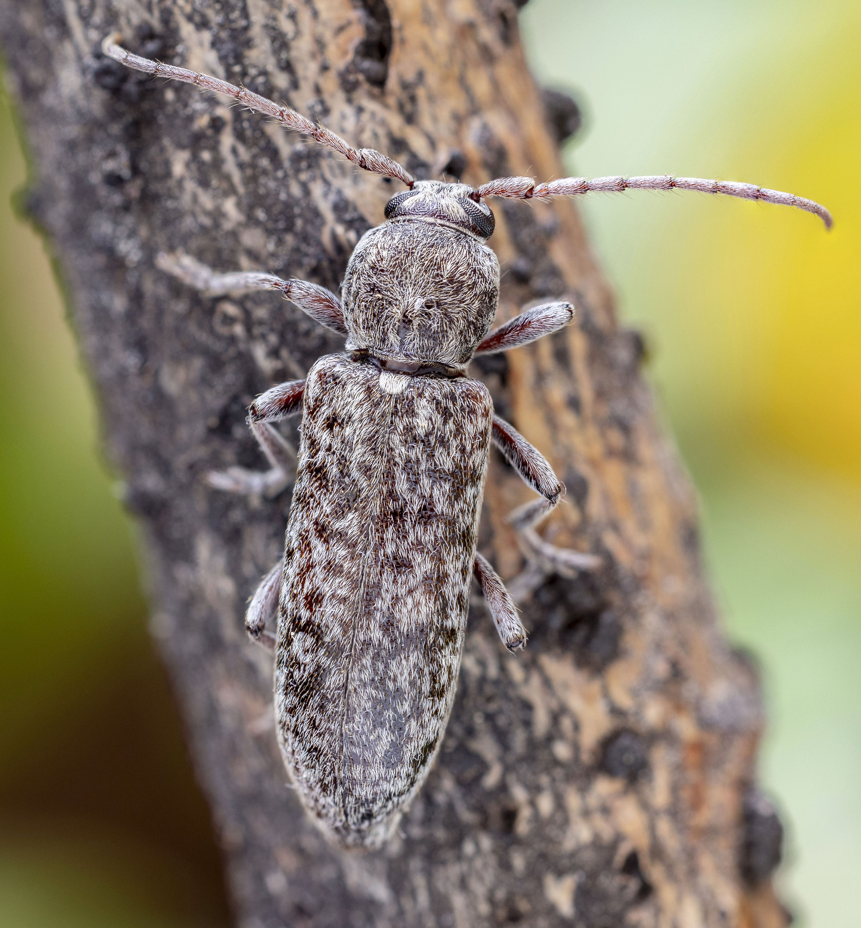 Trichoferus arenbergeri