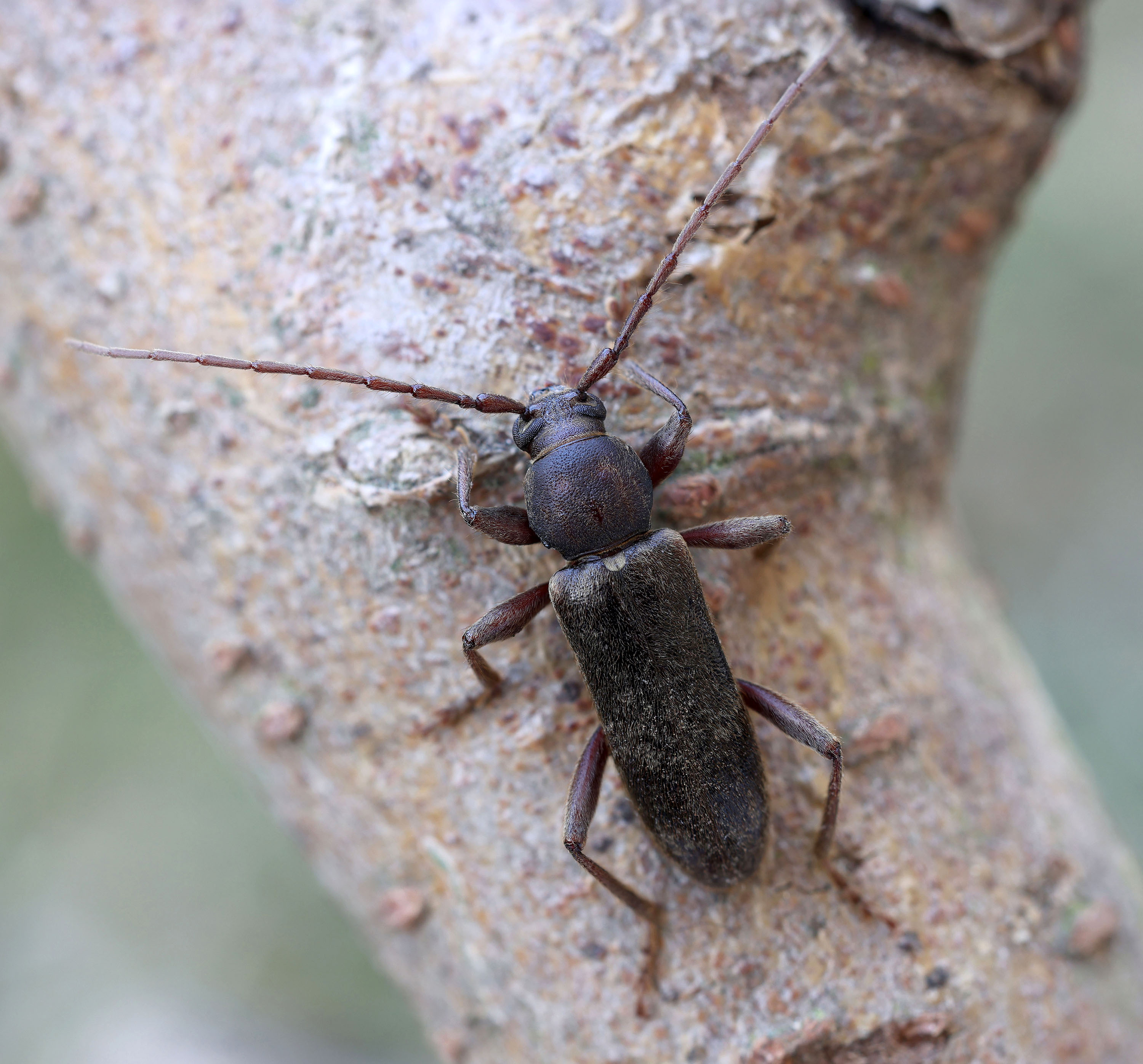 Trichoferus campestris