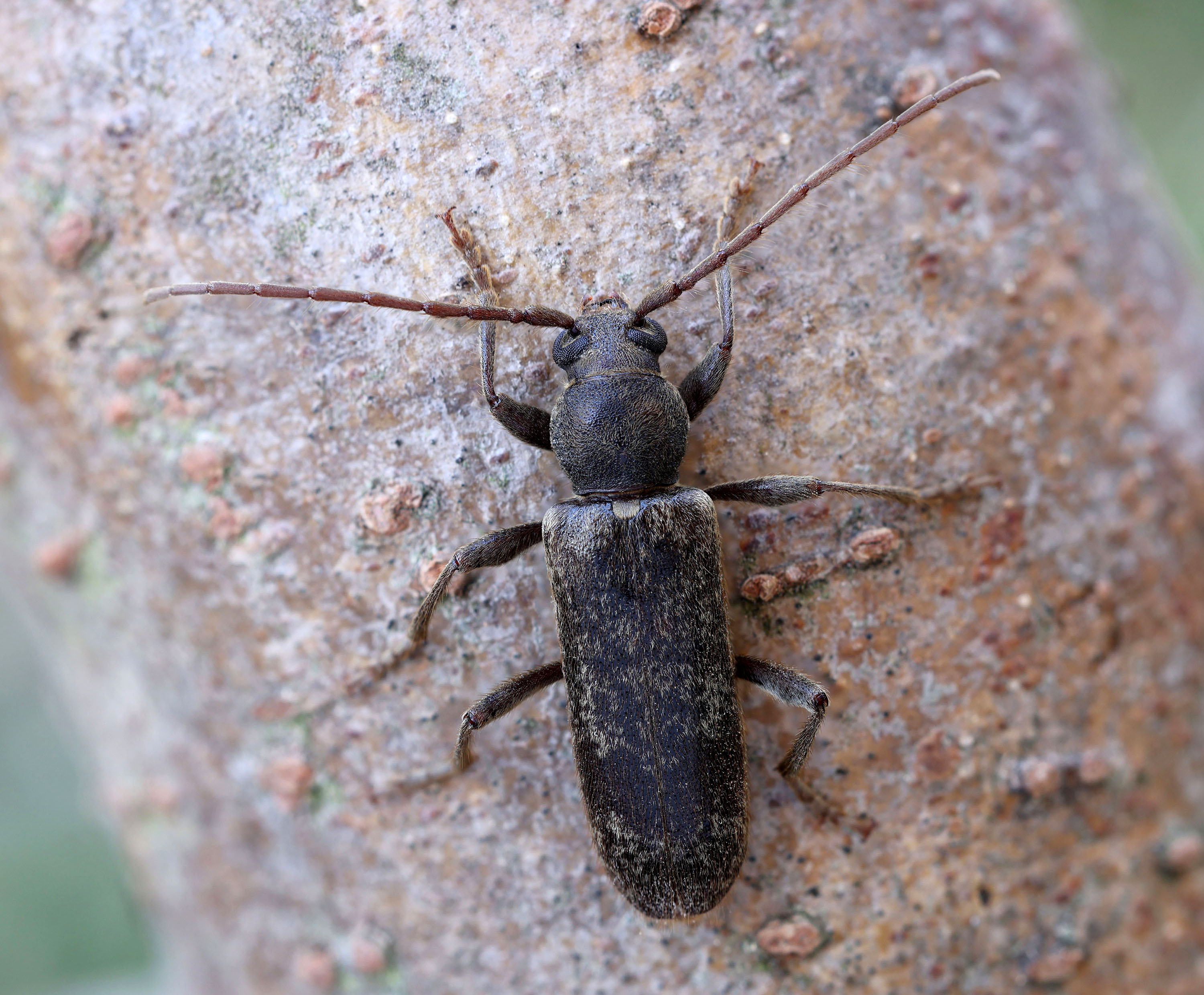 Trichoferus campestris