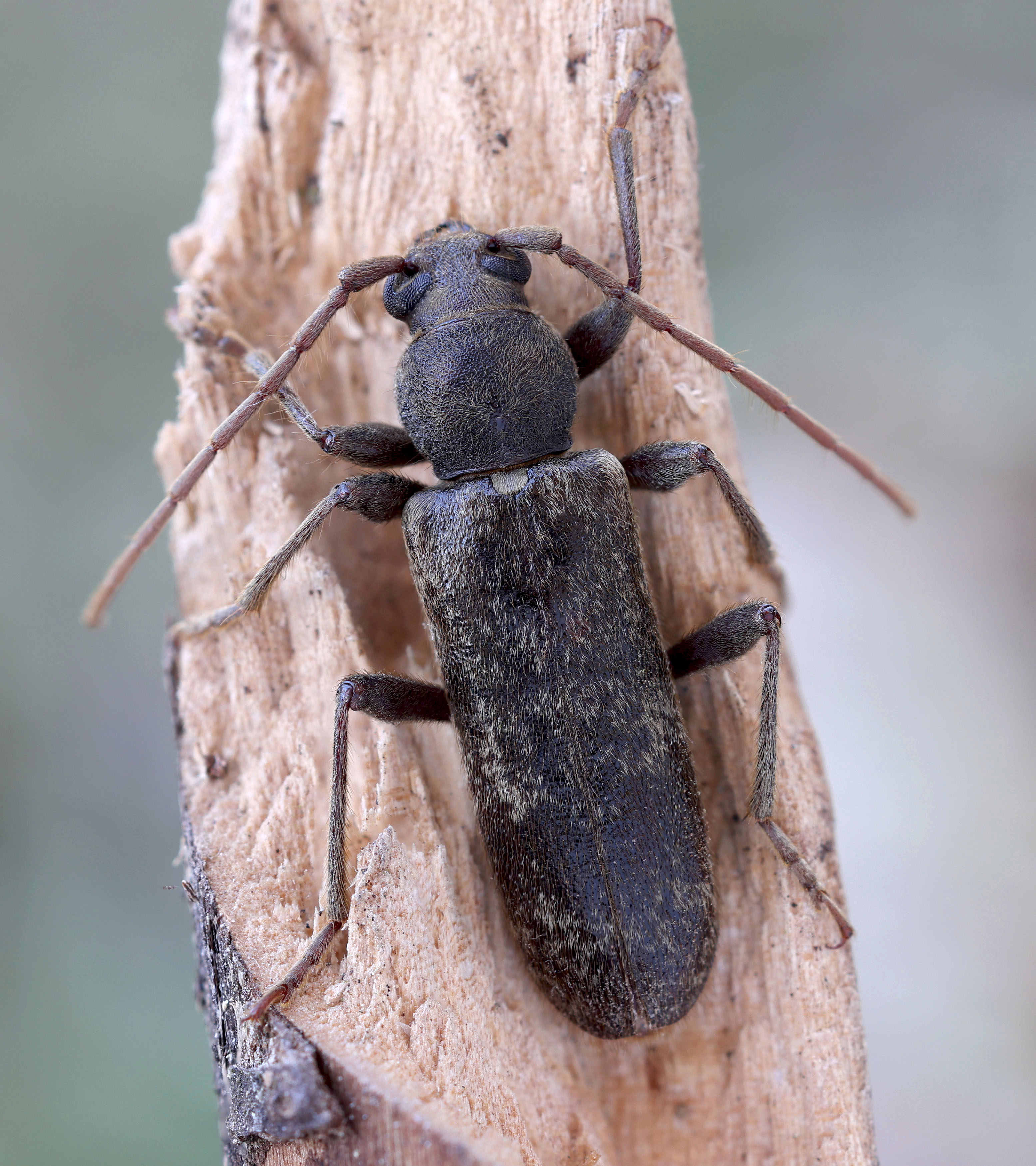 Trichoferus campestris