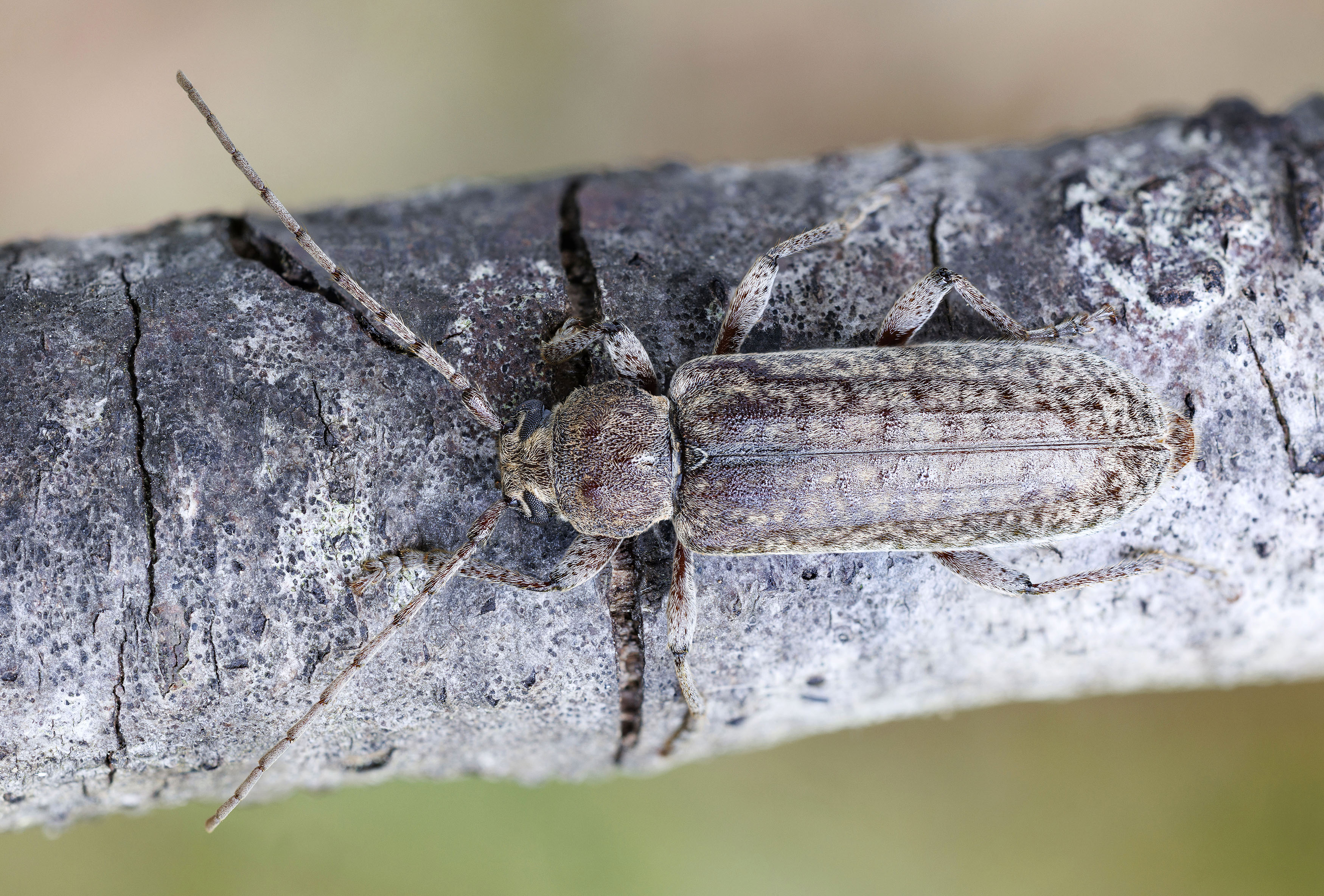 Trichoferus holosericeus