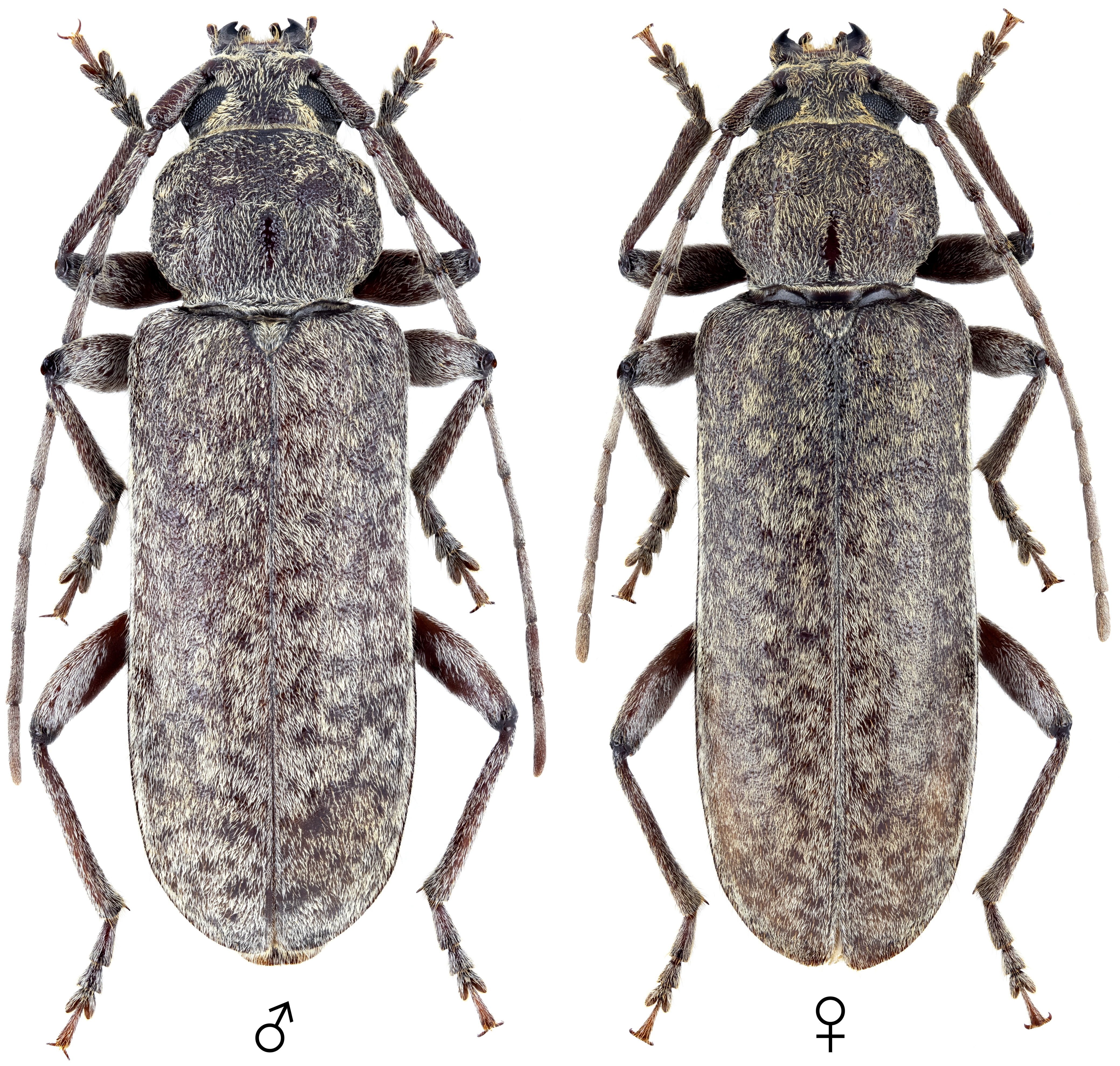 Trichoferus holosericeus
