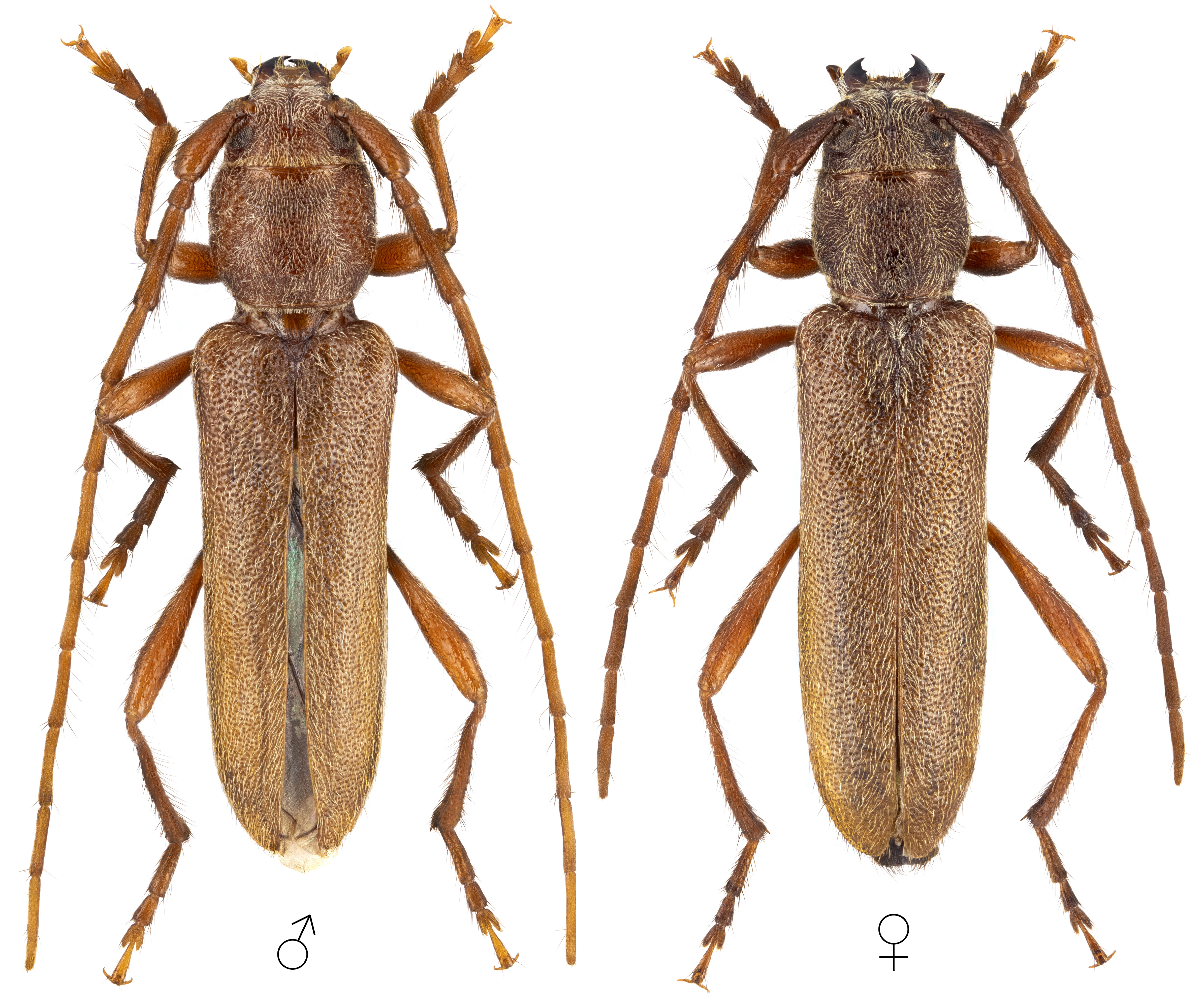 Turanium hladili