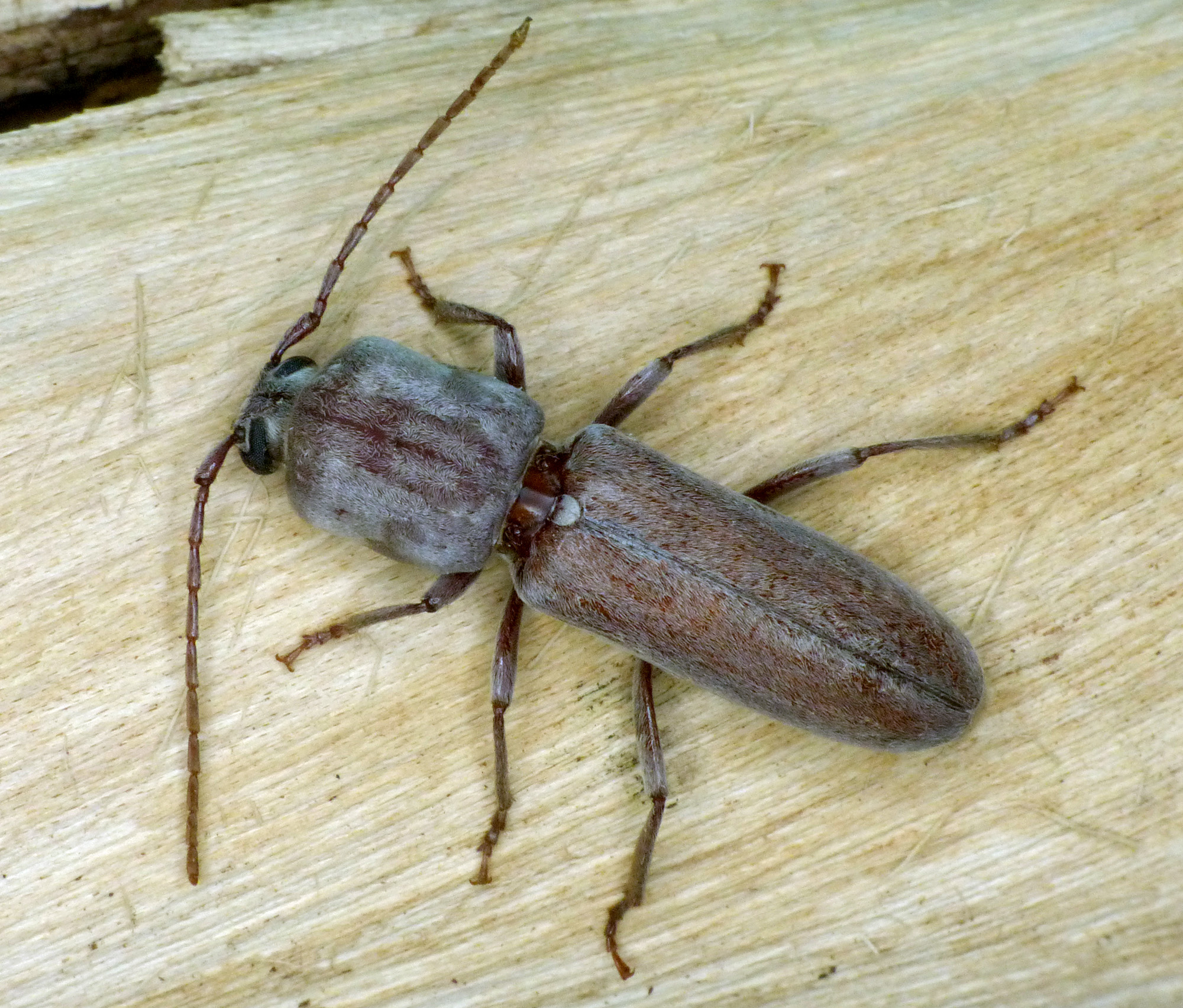 Turcmenigena warentzowi