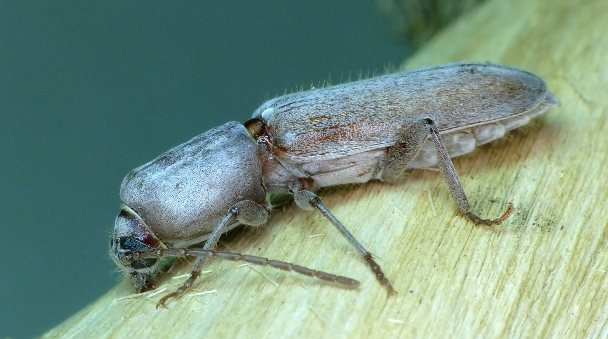 Turcmenigena warentzowi