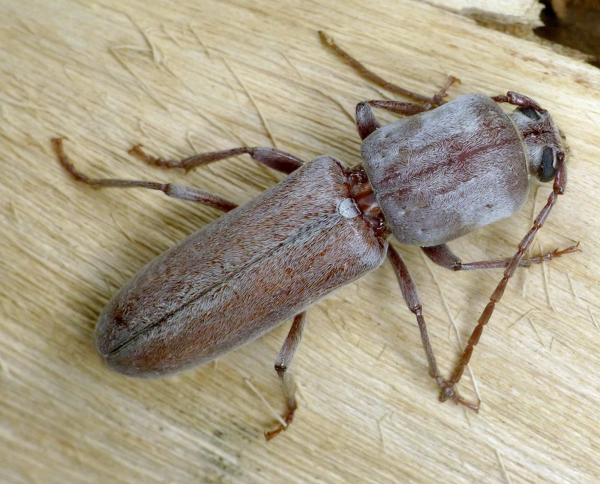 Turcmenigena warentzowi