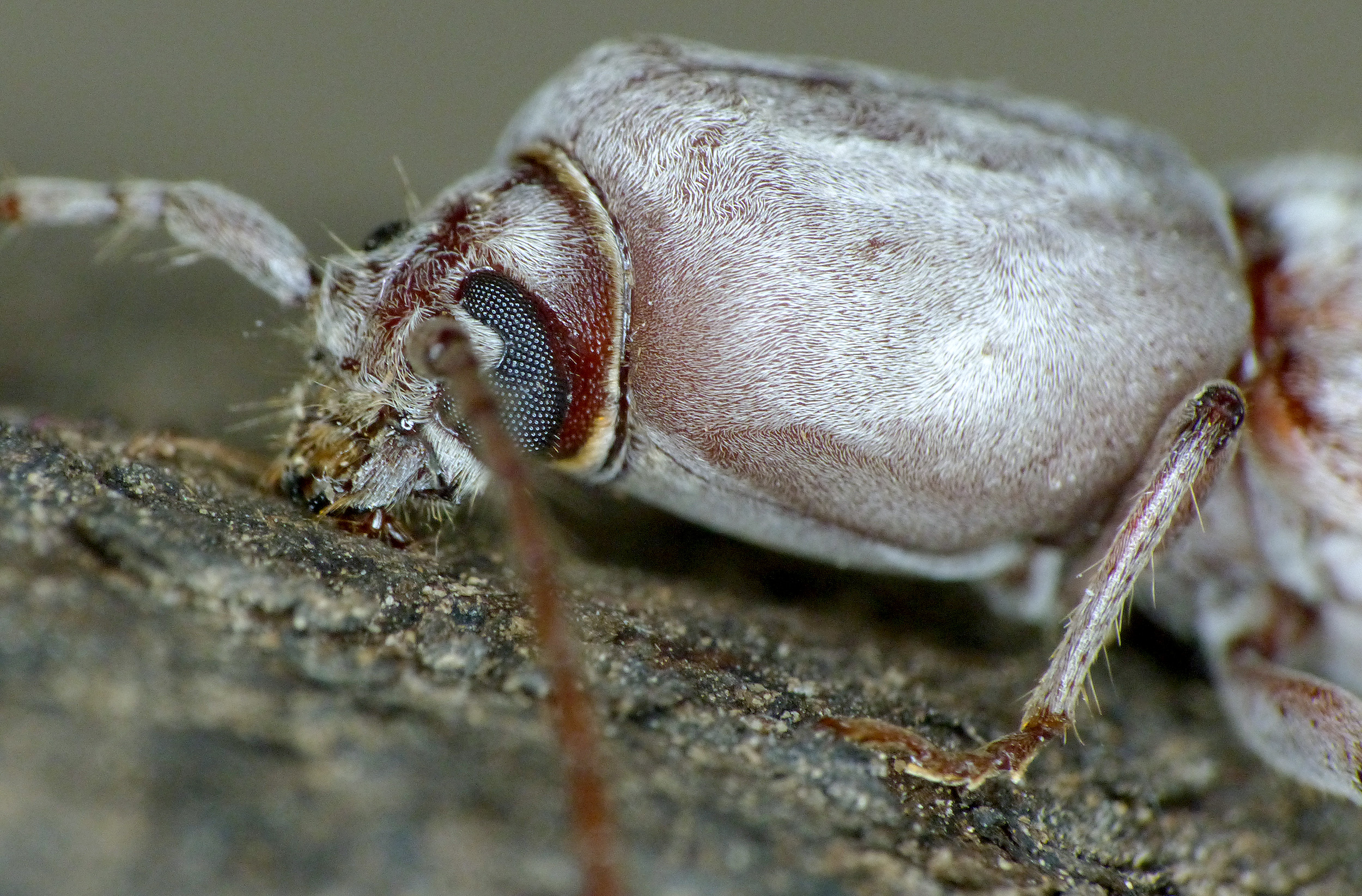 Turcmenigena warentzowi