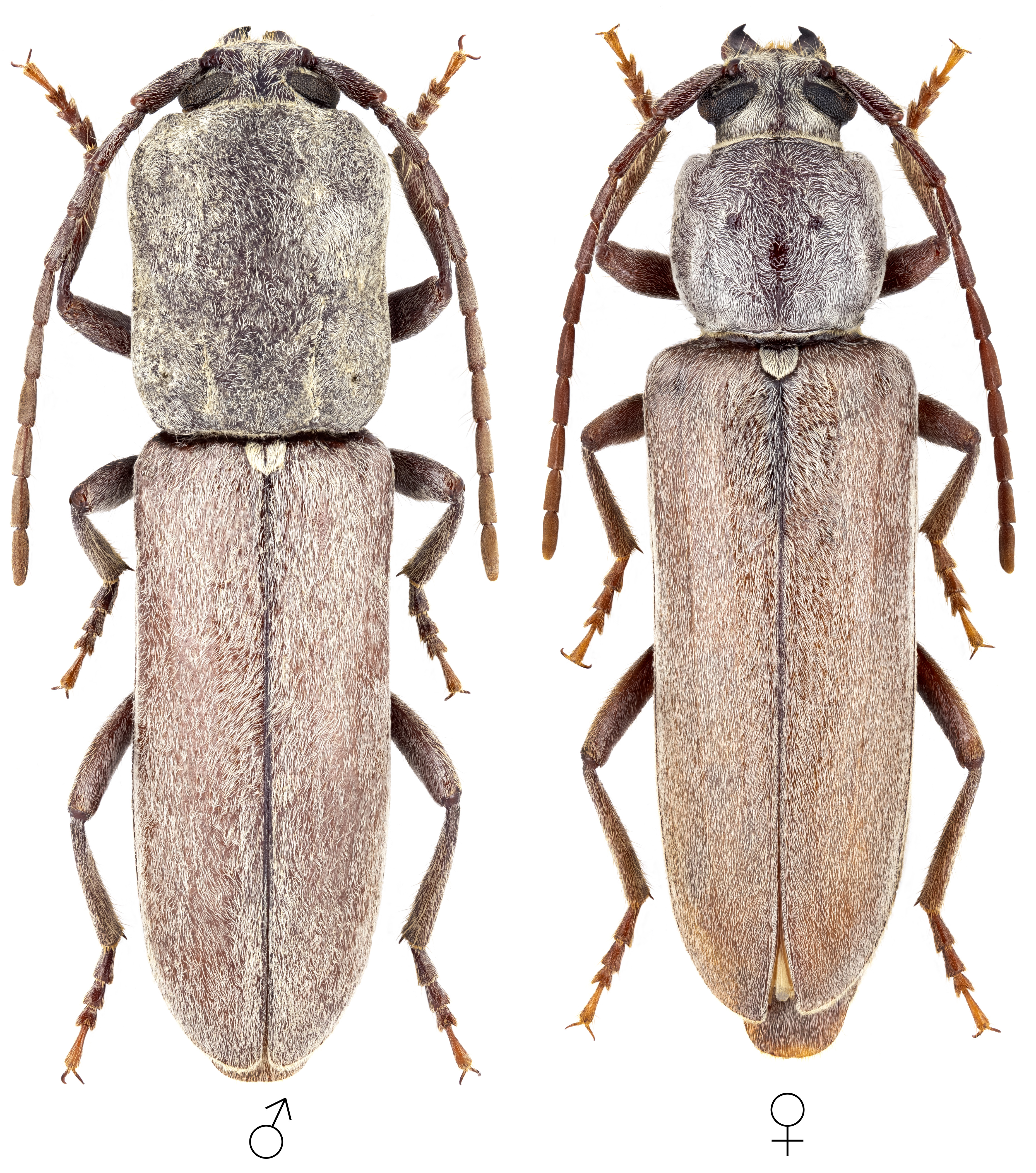 Turcmenigena warentzowi