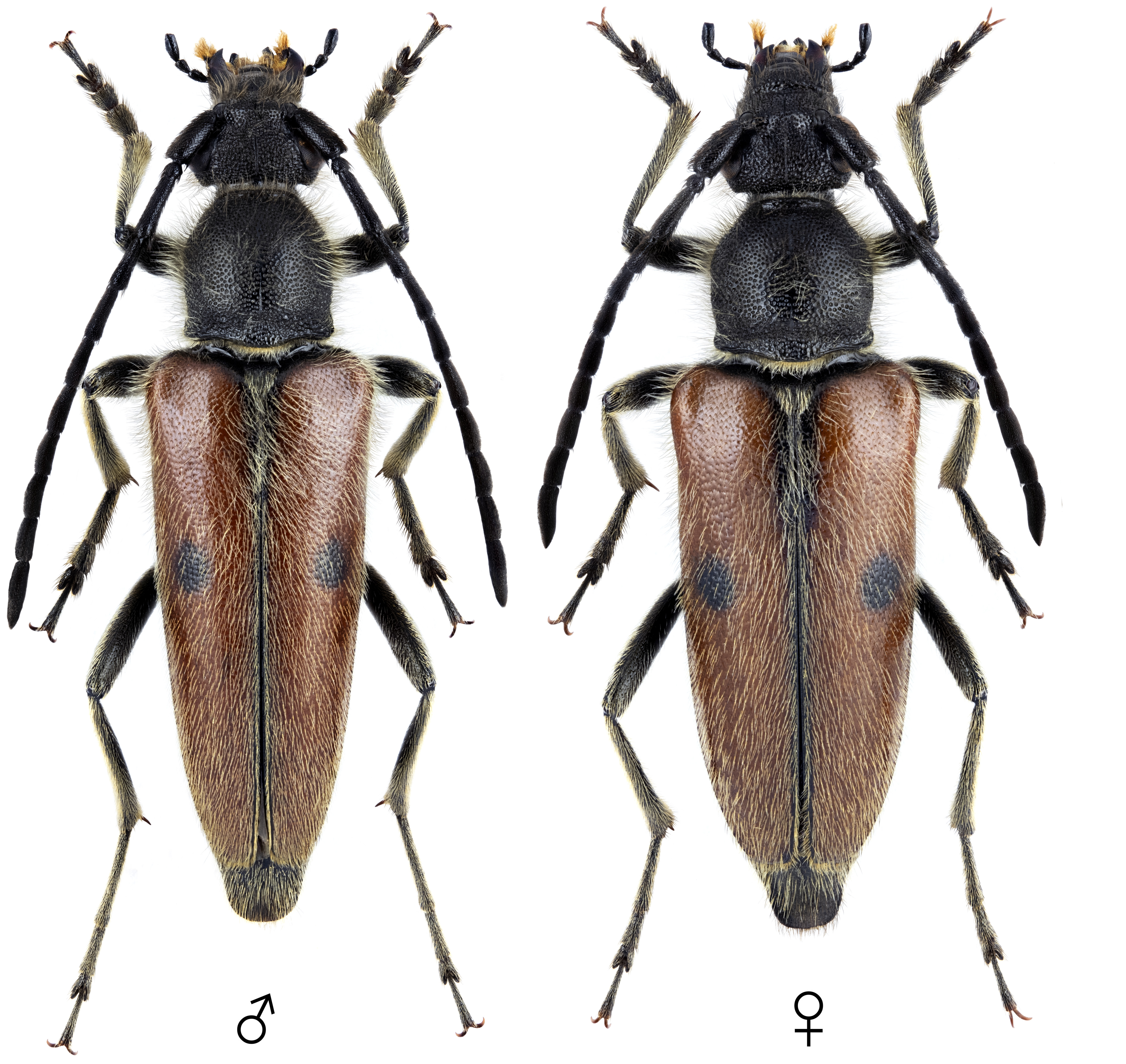 Vadonia unipunctata unipunctata