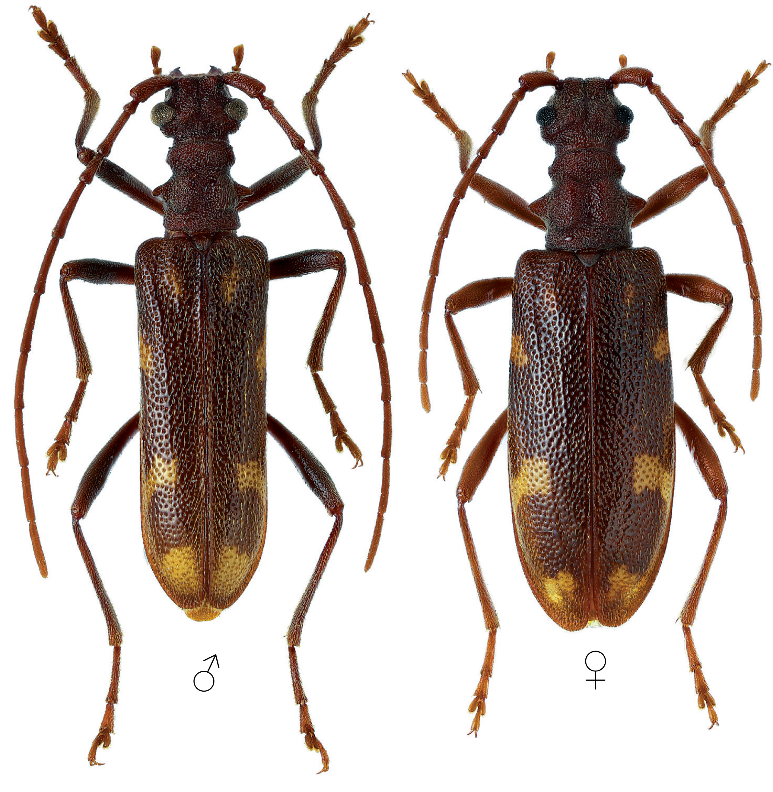 Xylosteus caucasicola