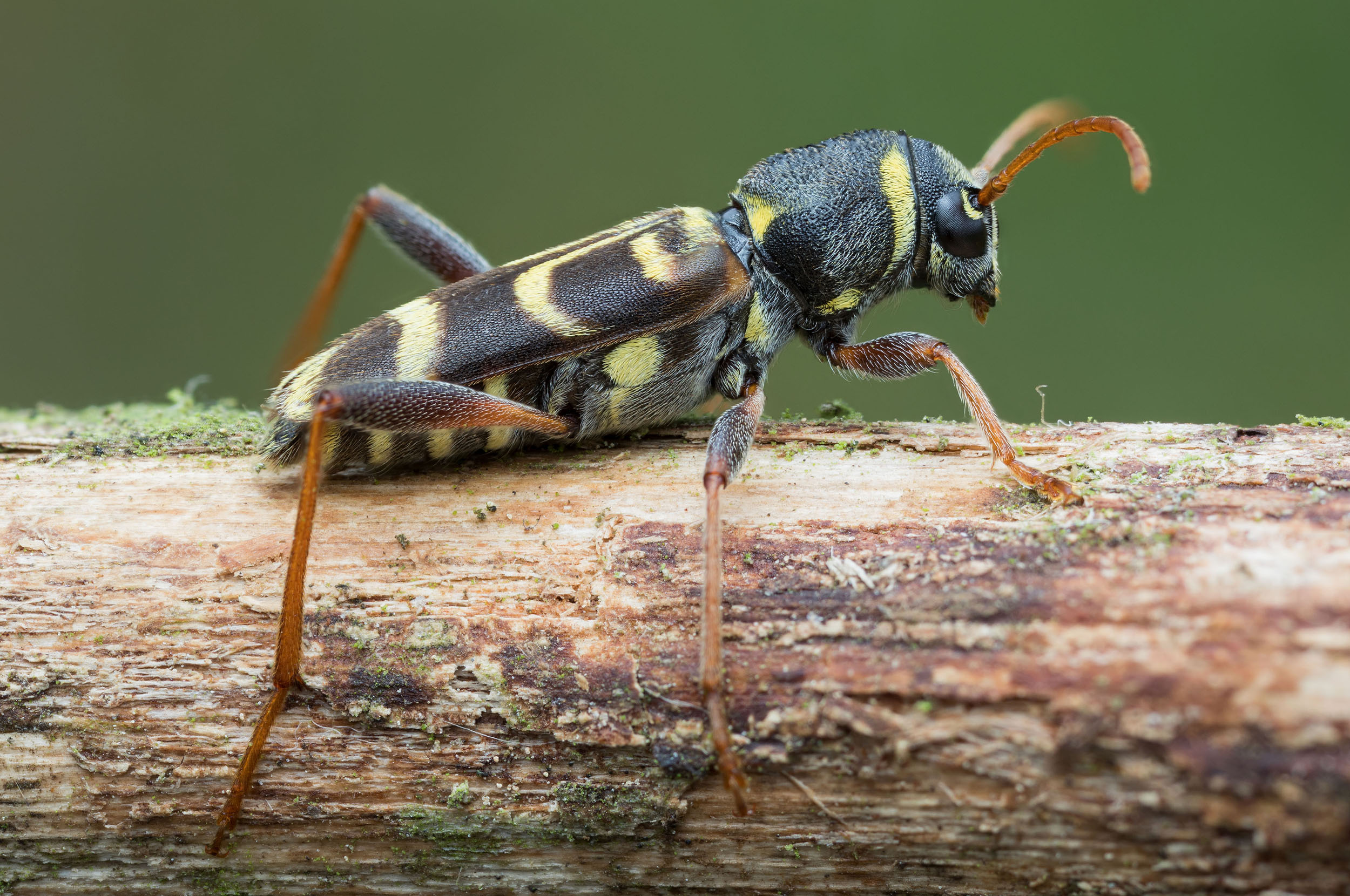 Xylotrechus arvicola