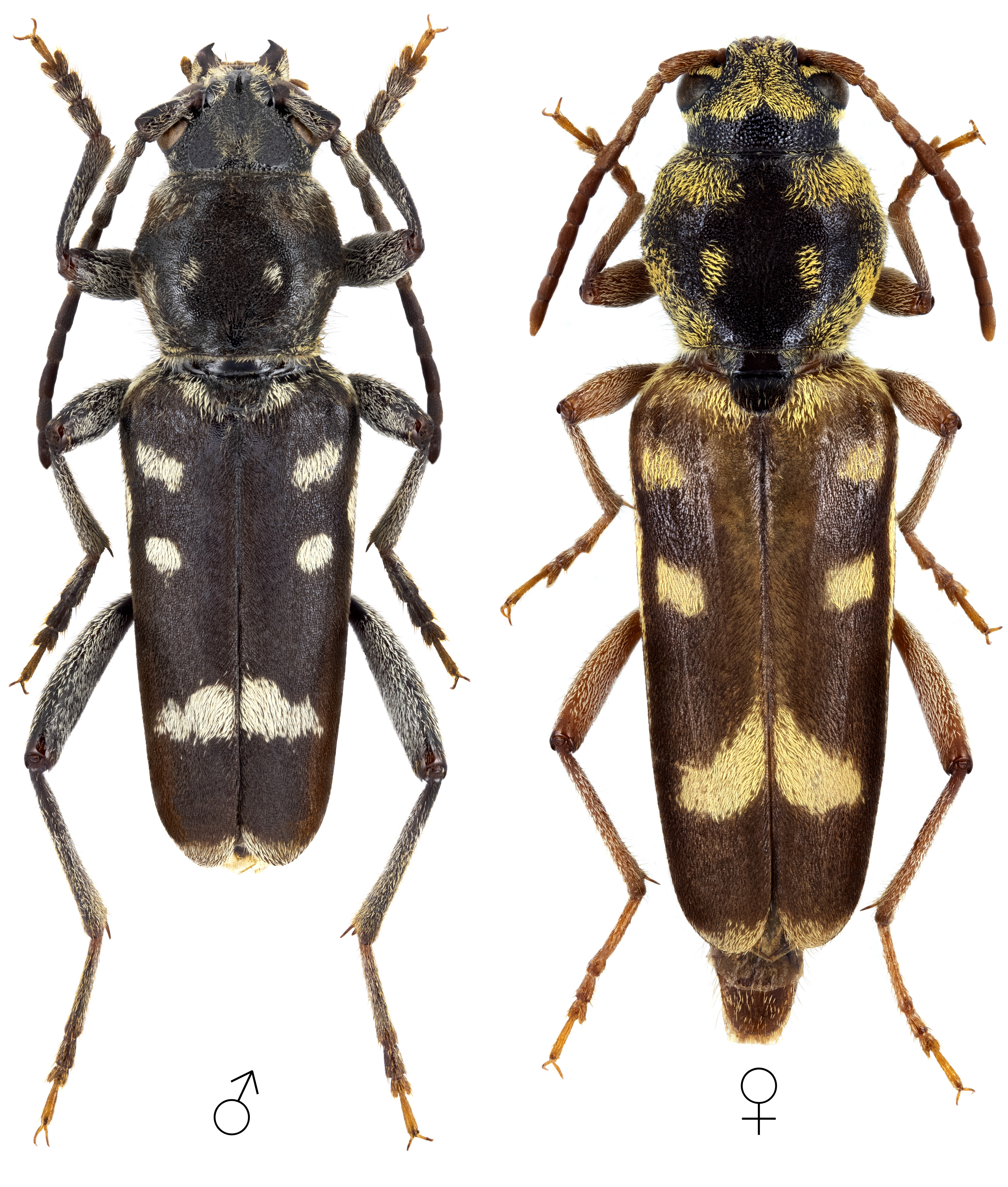 Xylotrechus namanganensis