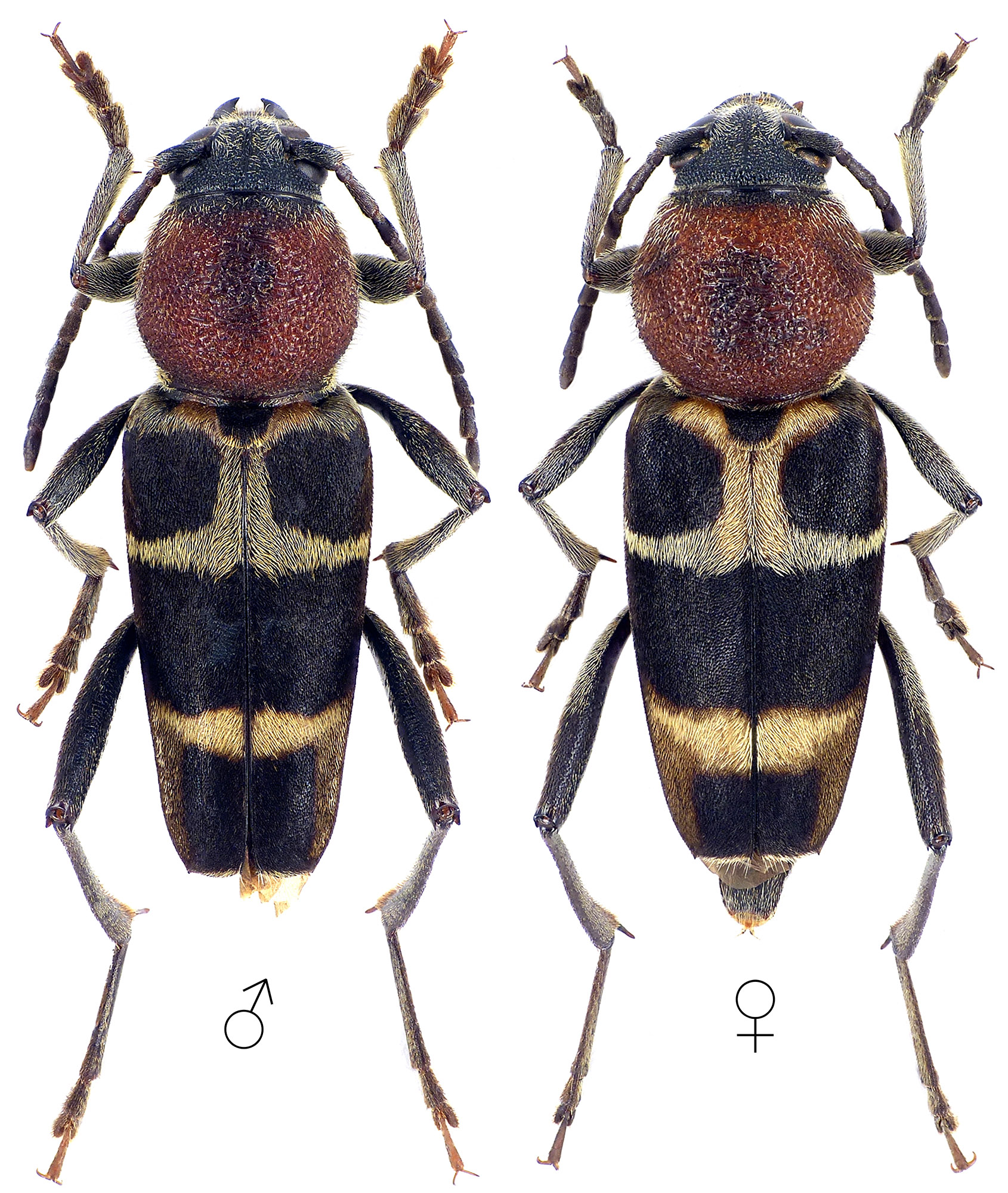 Xylotrechus rufilius rufilius