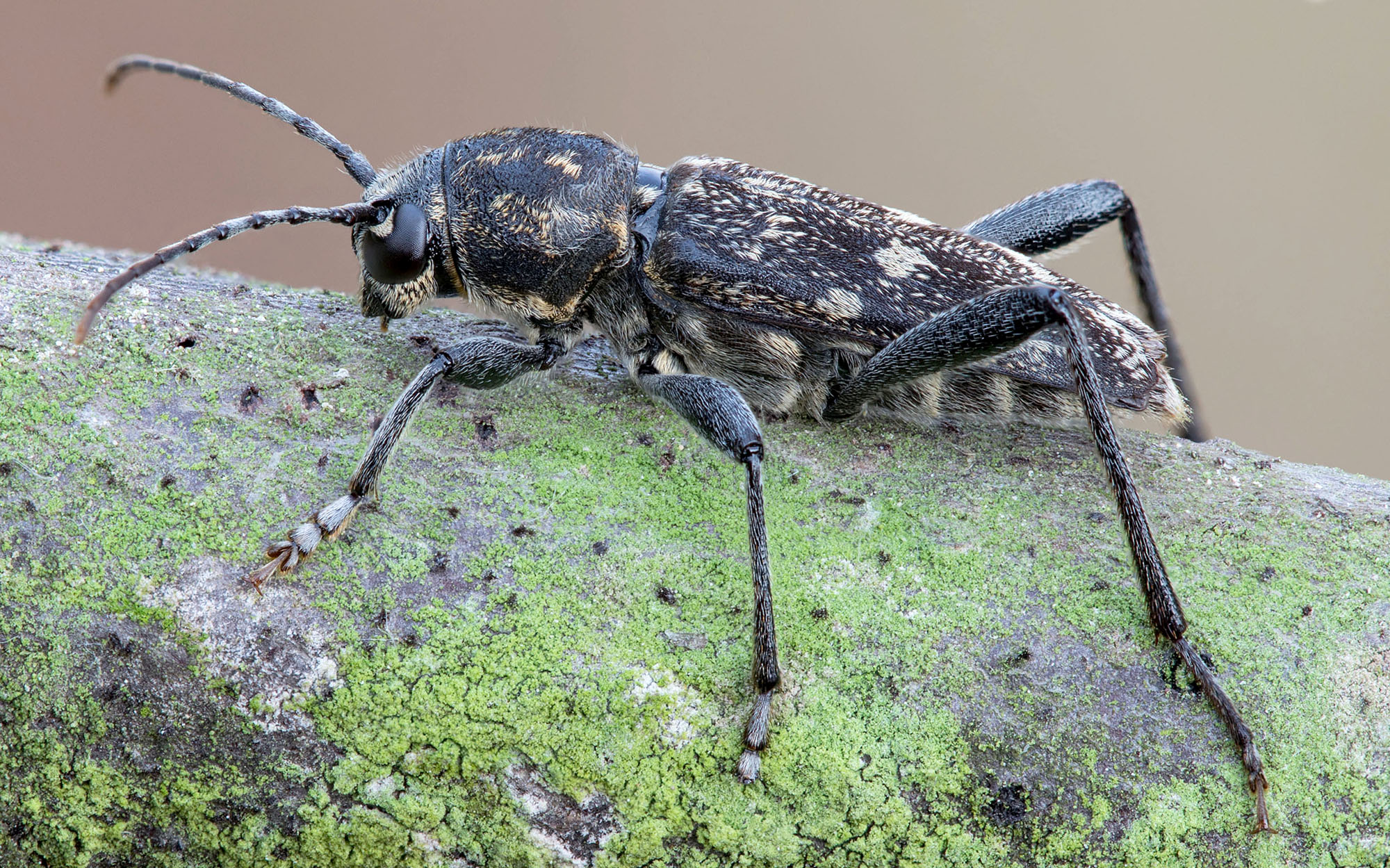 Xylotrechus rusticus