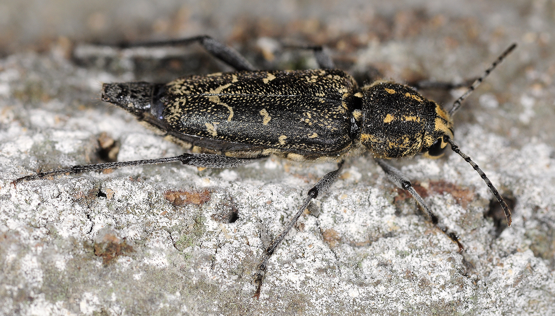 Xylotrechus rusticus