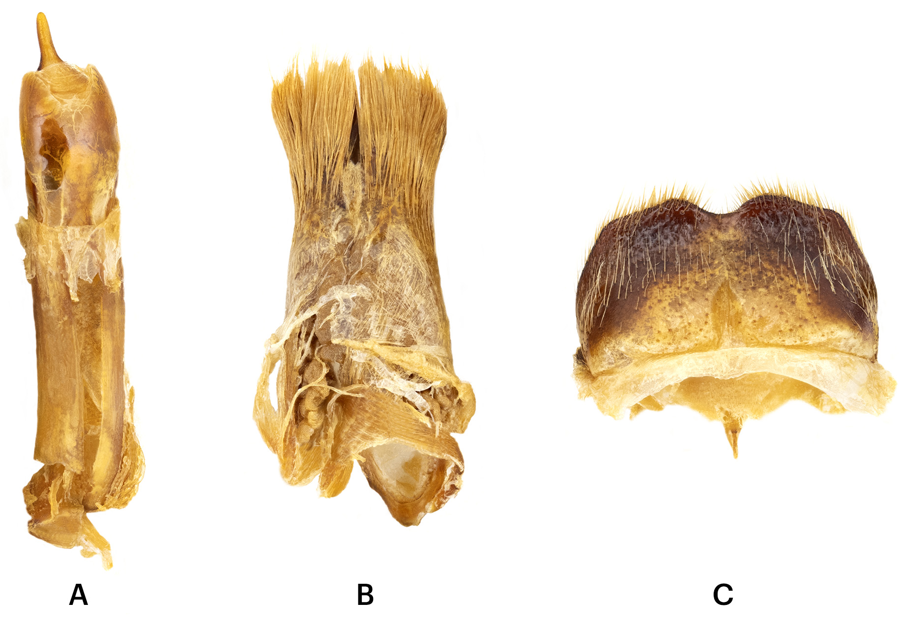 Mesoprionus besikanus - genitalia