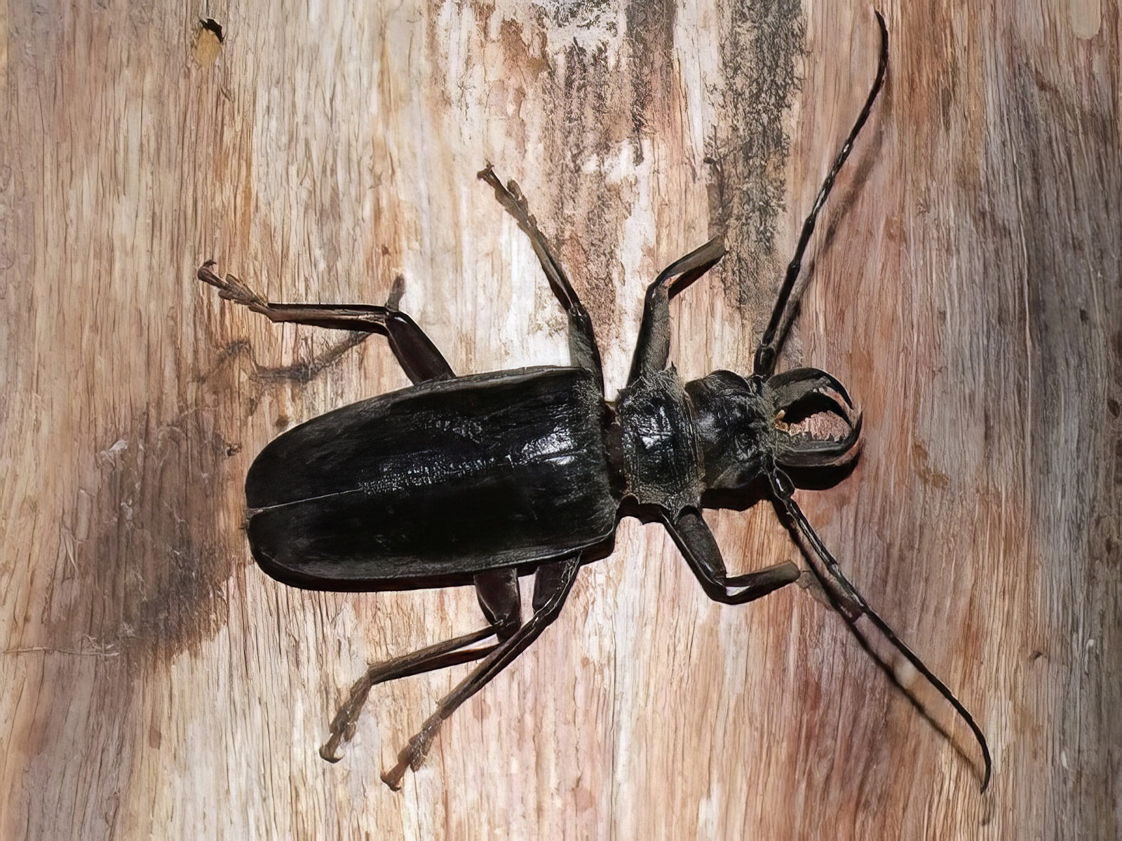 Anthracocentrus rugiceps