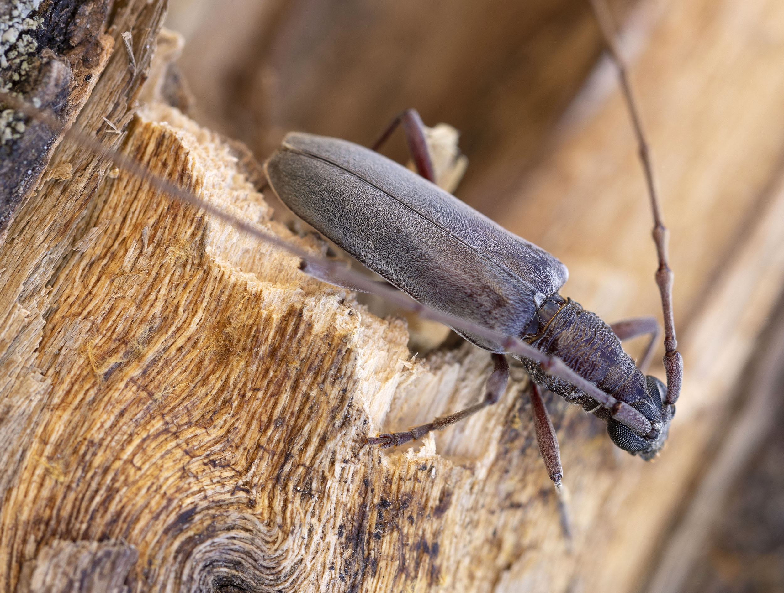 Derolus iranensis arabicus