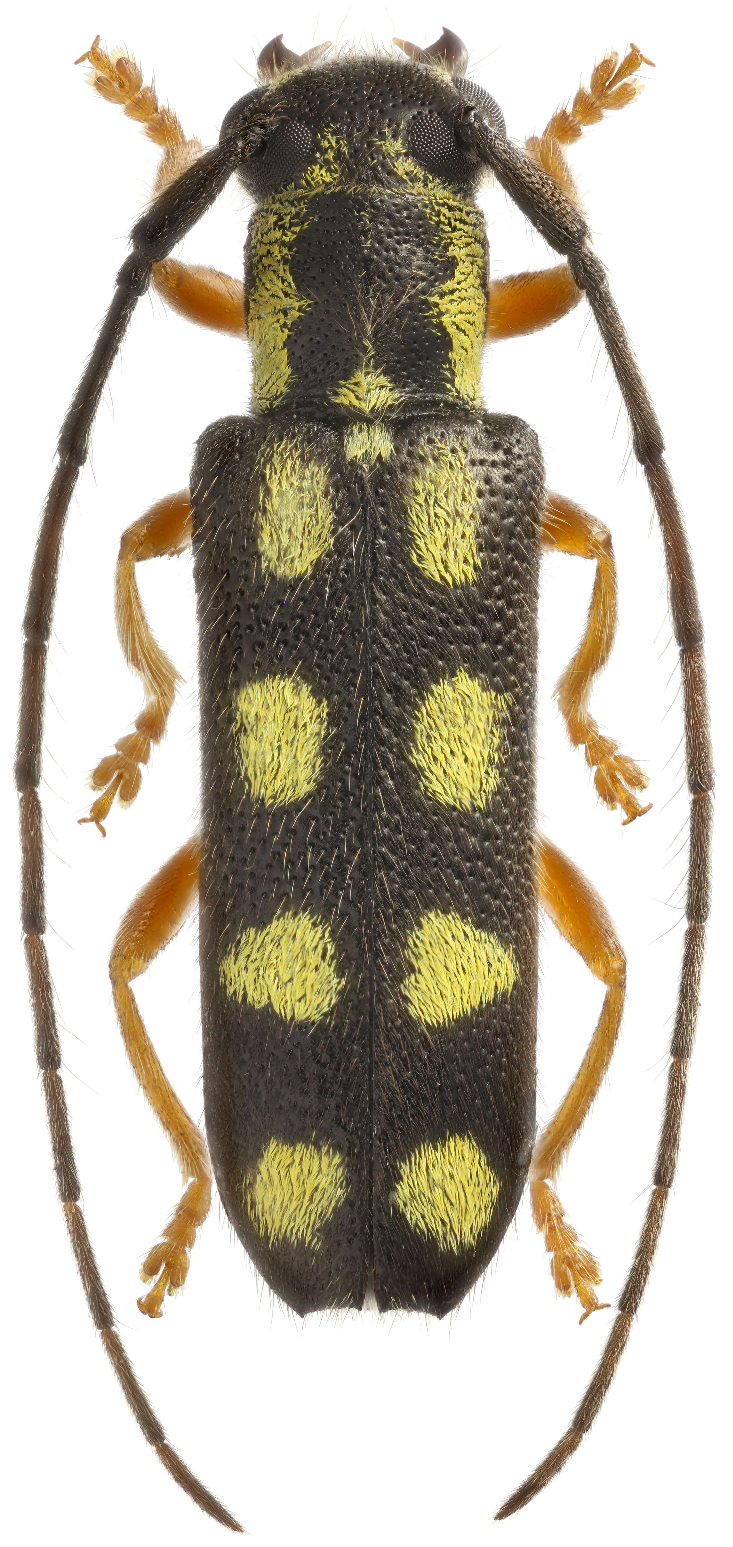 Menesia sulphurata