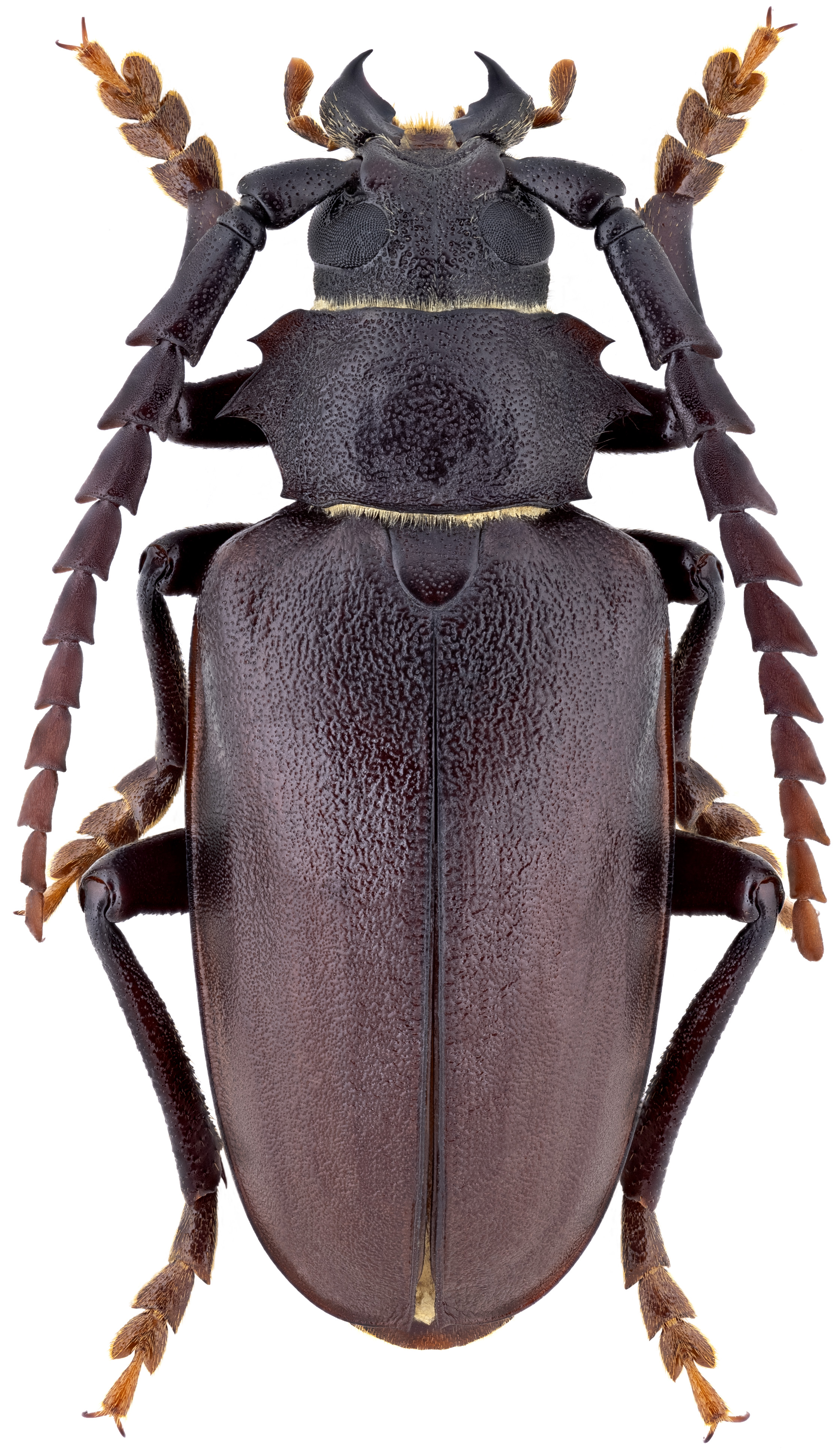 Mesoprionus besikanus