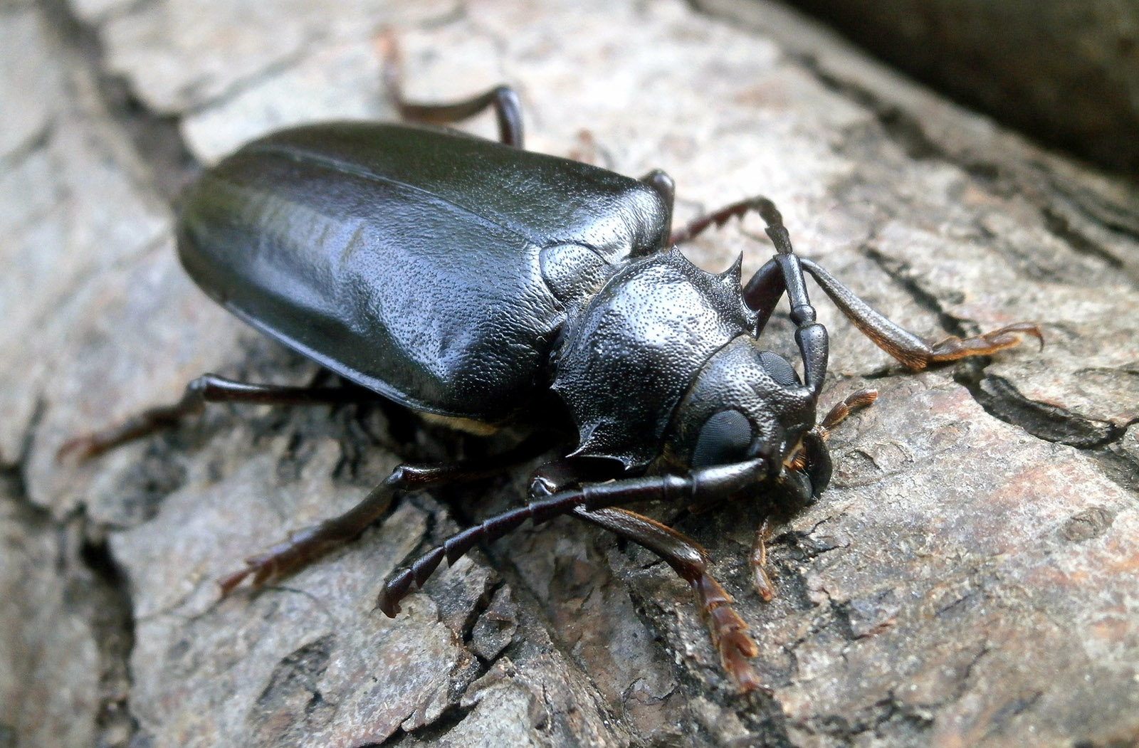 Mesoprionus besikanus - female